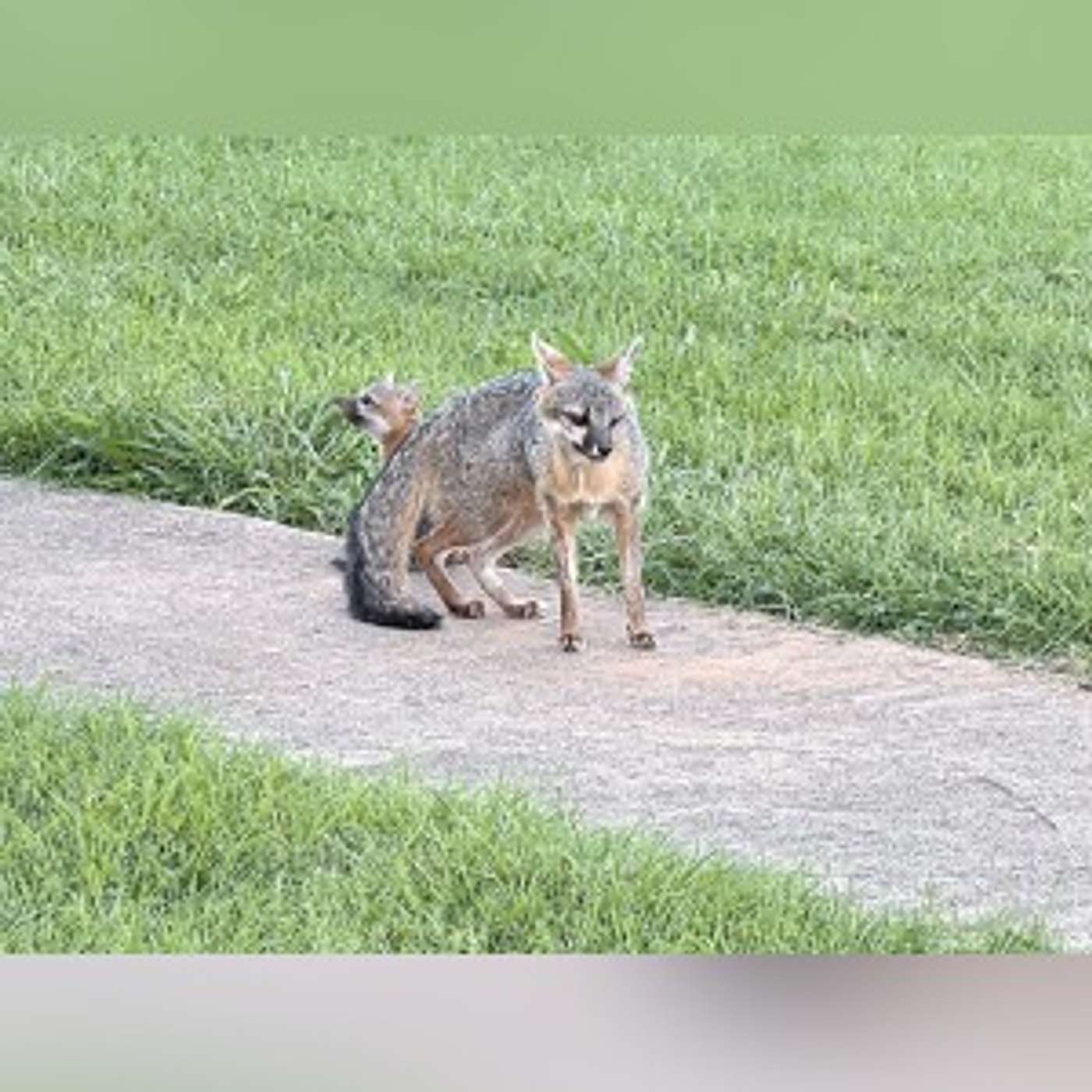 A fox in Floresville episode artwork