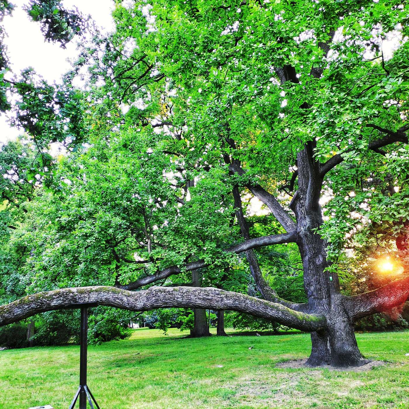 This Old Tree