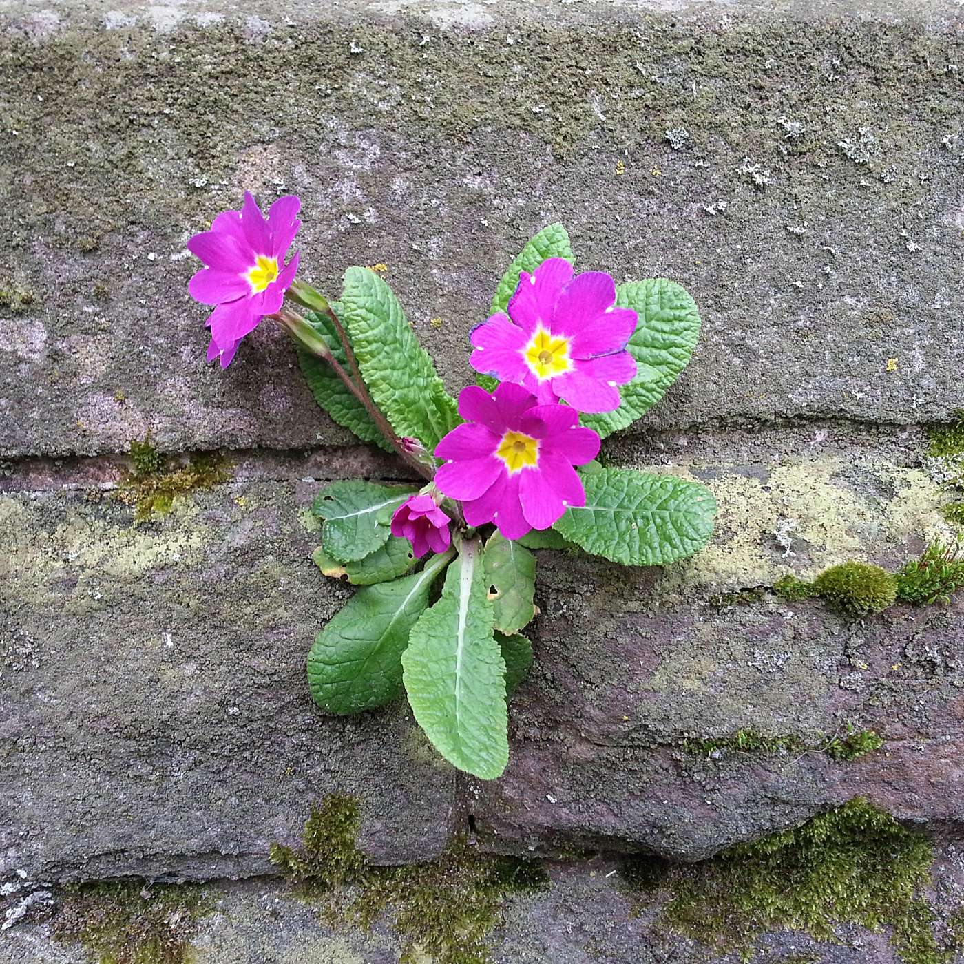 275. Blooming into Authenticity: Embracing the Wallflower Within