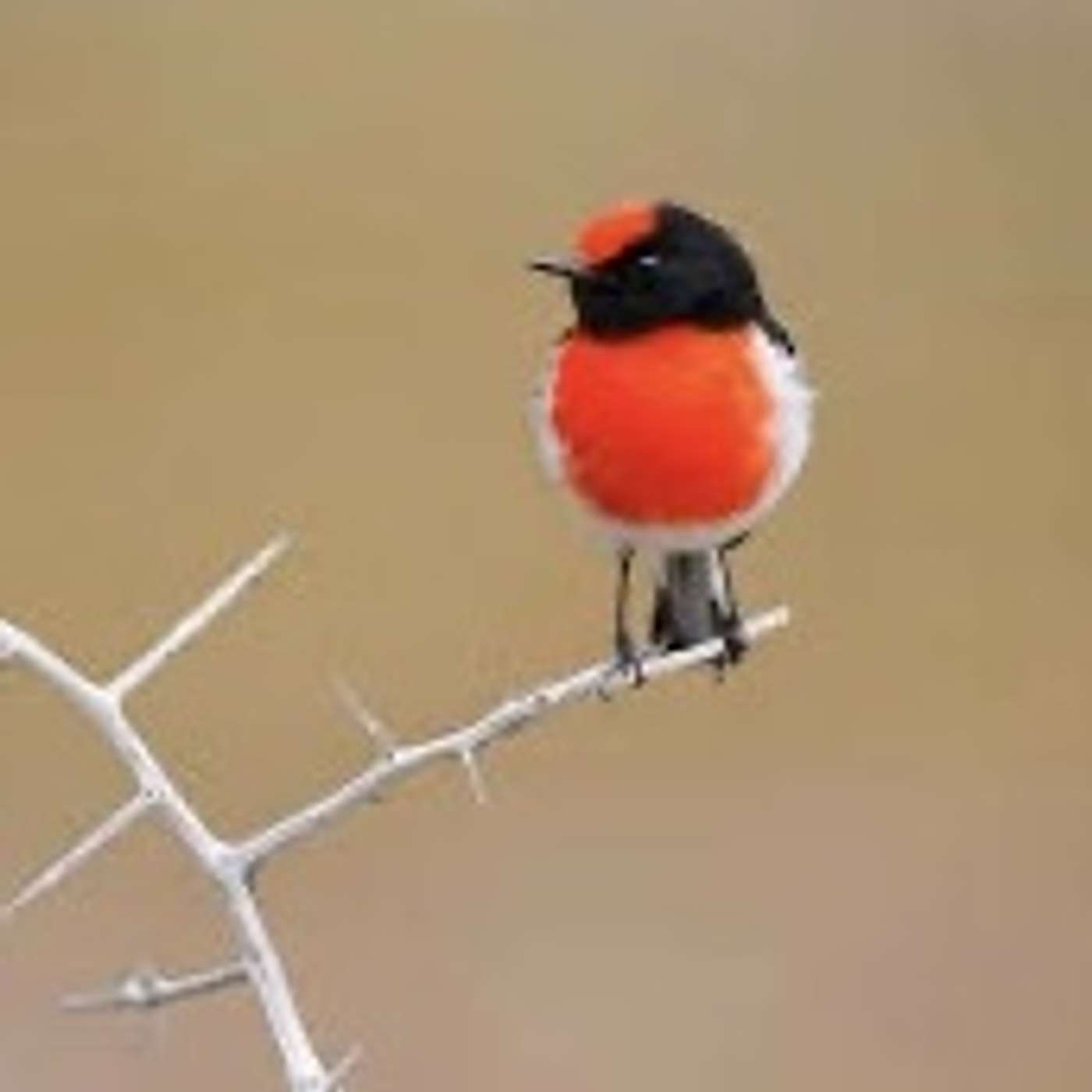 Episode 76 If These Walls Could Sing: 90 Years of Abbey Road Studios (Disney+)