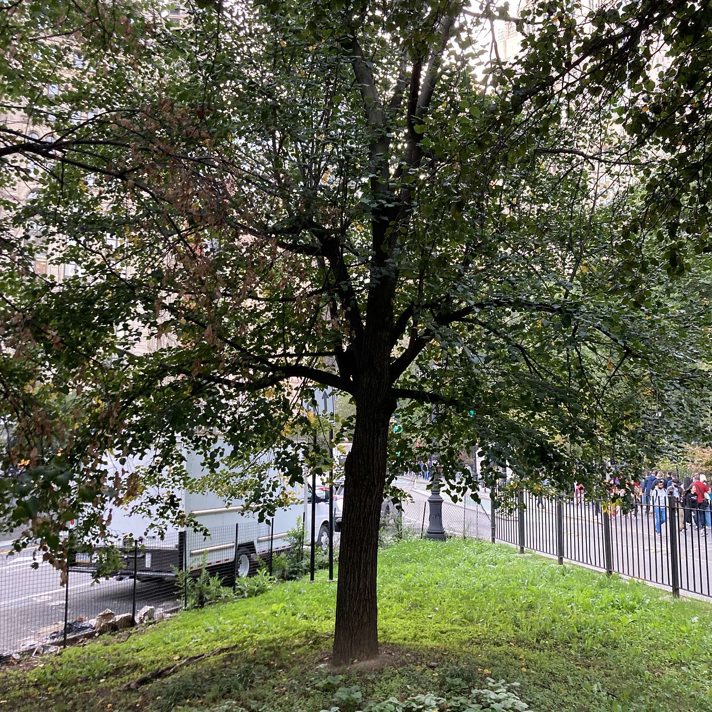 The First 9/11 Survivor Trees