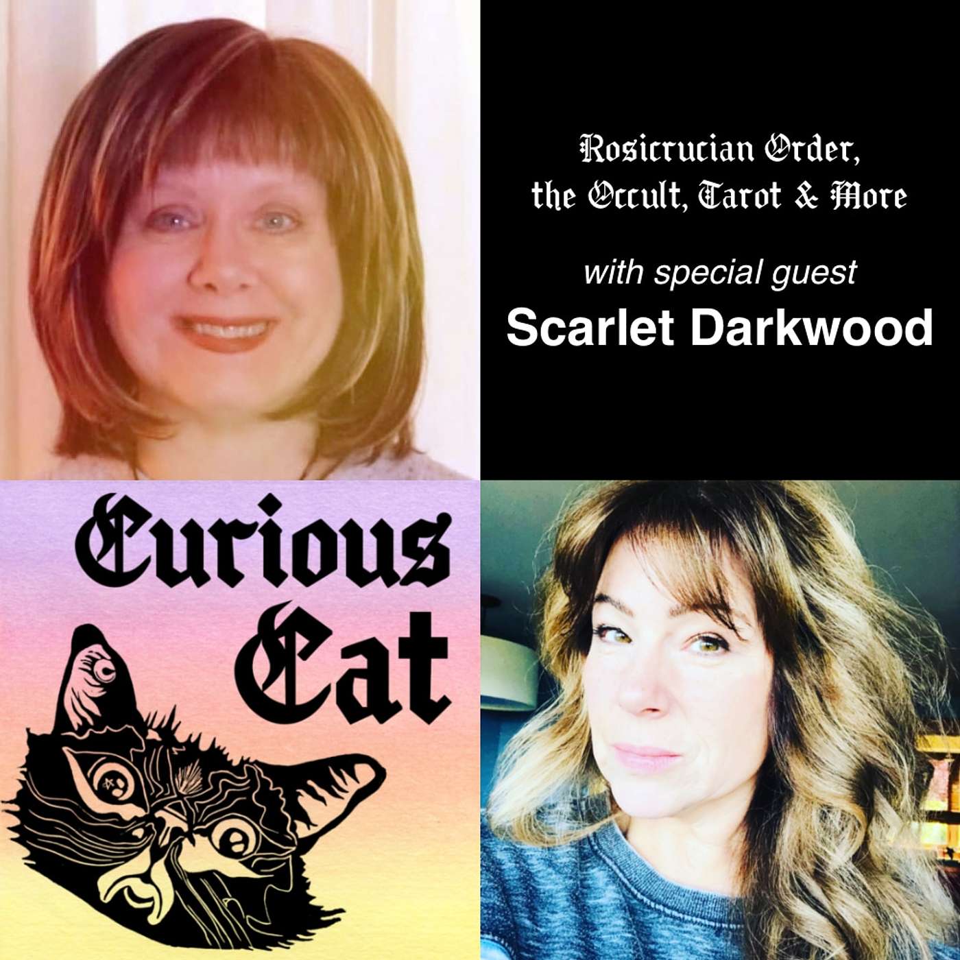 Curious Cat