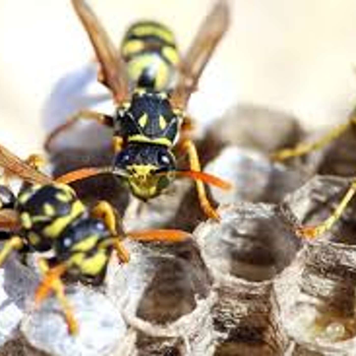 Amici per il pelo, il mondo degli animali visto e raccontato da una veterinaria