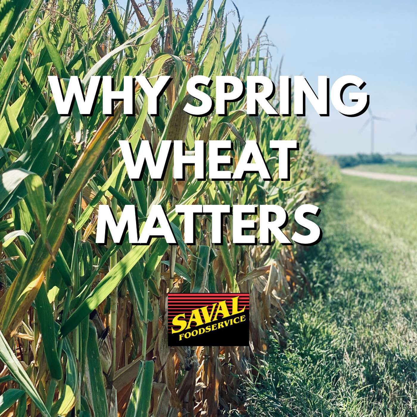 Why Spring Wheat Matters episode artwork
