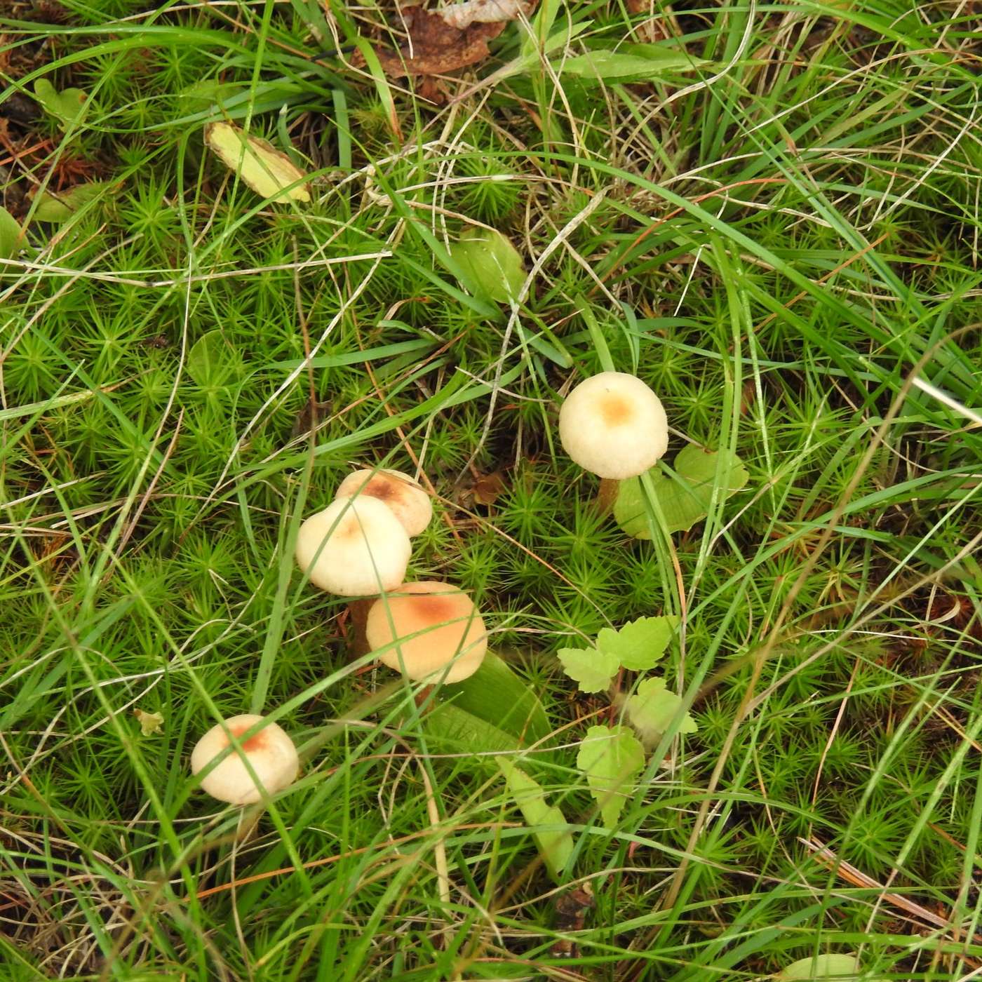 MUSHROOM SEASON
