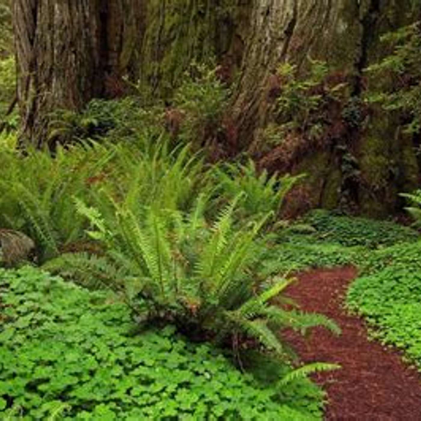 Forest: a great sponge for our  co2 excesses...more. than we thought episode artwork