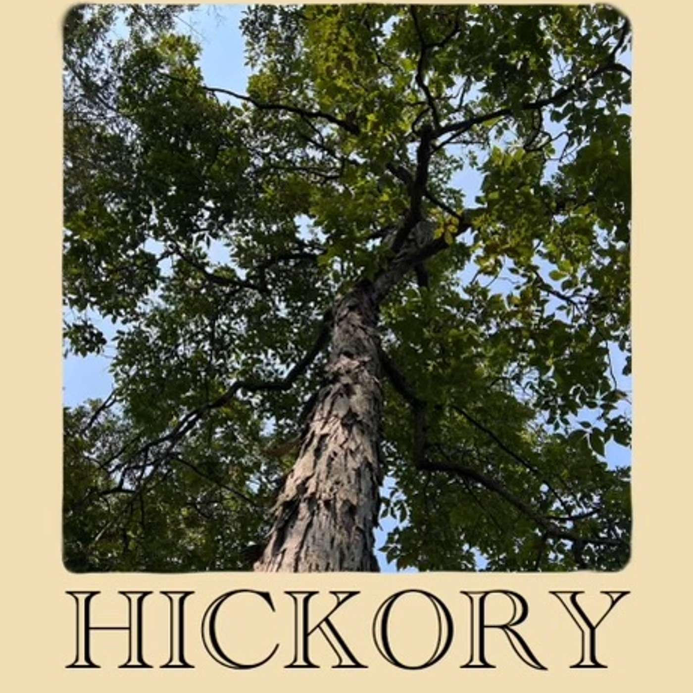 The HICKORY Podcast