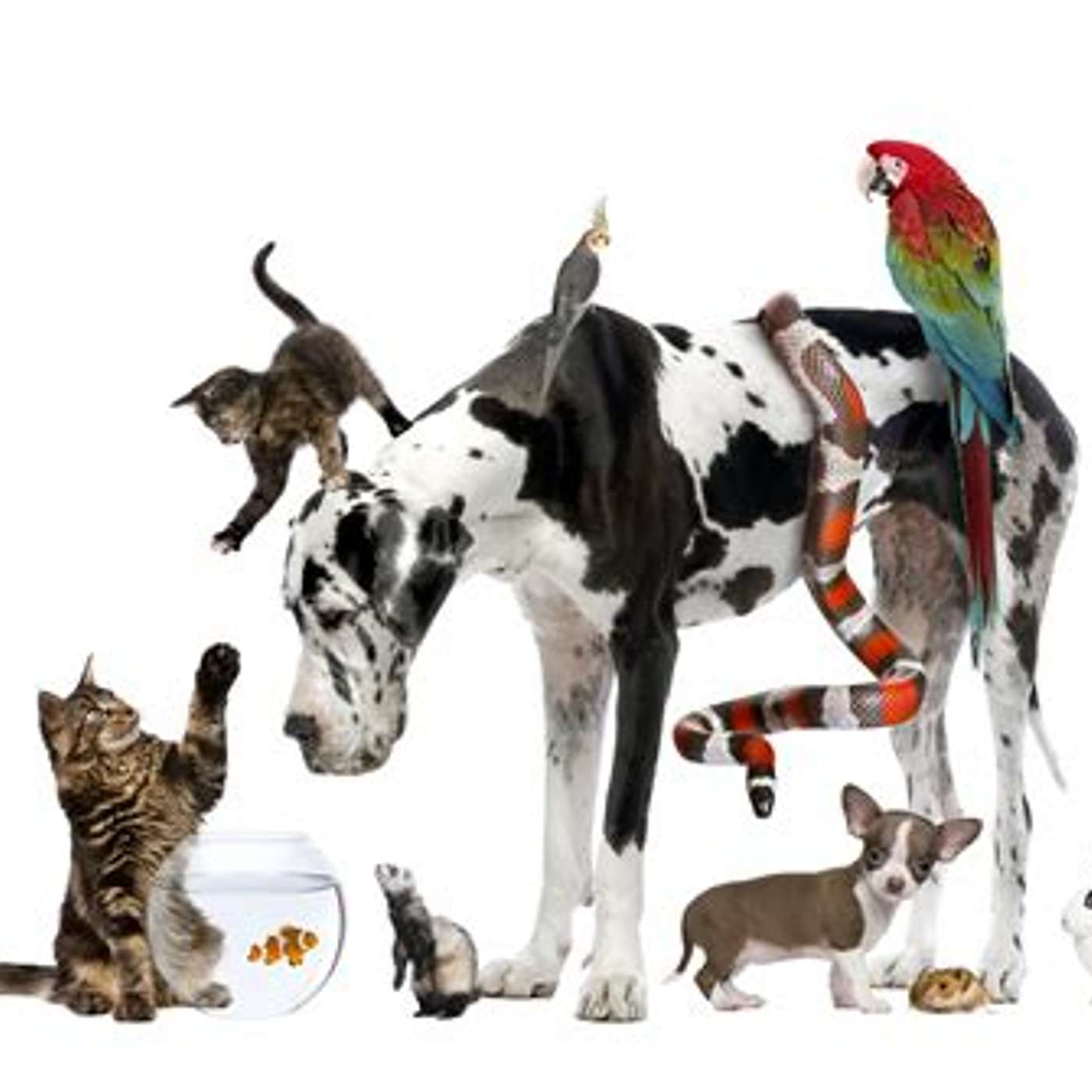 Pets: Good to have around episode artwork