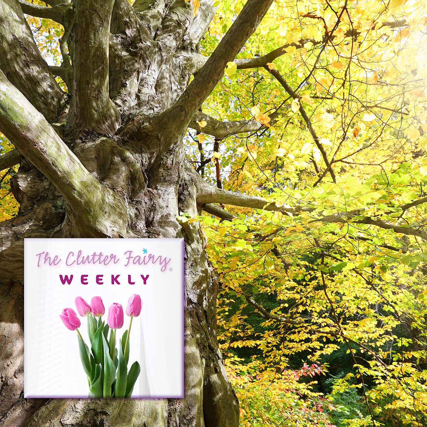 Independence, Safety, Security, Comfort: Organizing to Age in Place - The Clutter Fairy Weekly #85