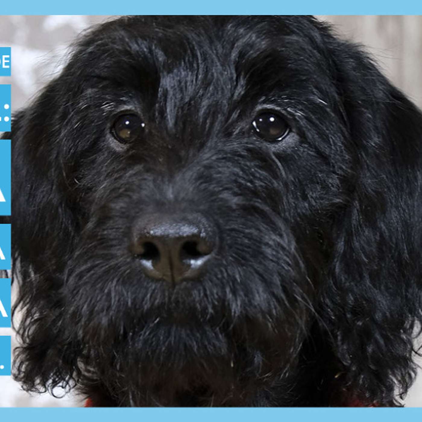 Responsabilidade Pessoal: uma escolha na vida com cães.