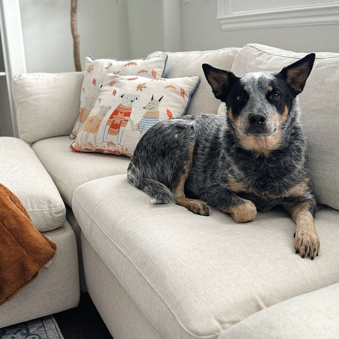 Love Your Pet Day Special: Smart Furniture Solutions for Pet Parents