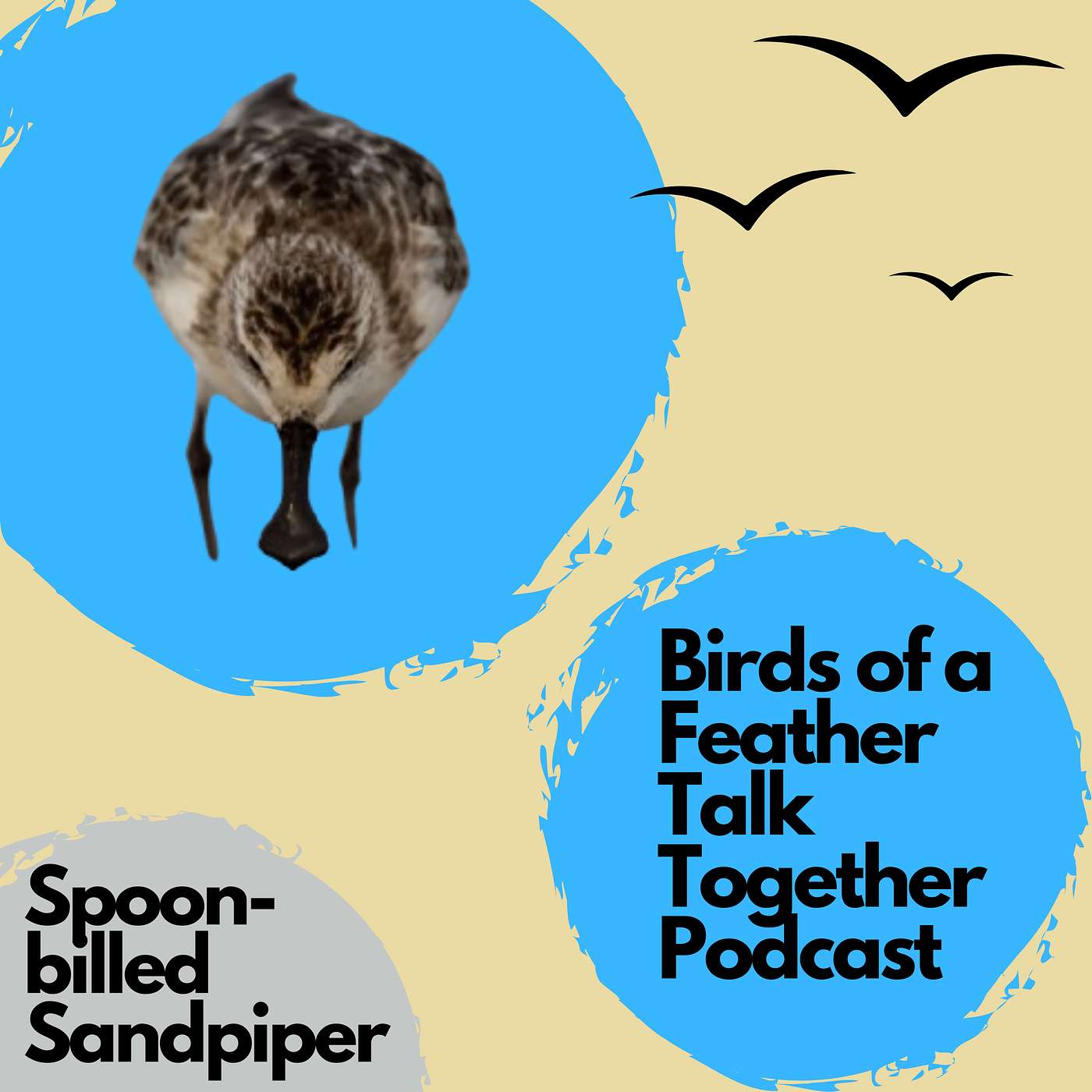 119: Spoon-billed Sandpiper - One Of The Rarest Birds On Earth - Story of Convergence