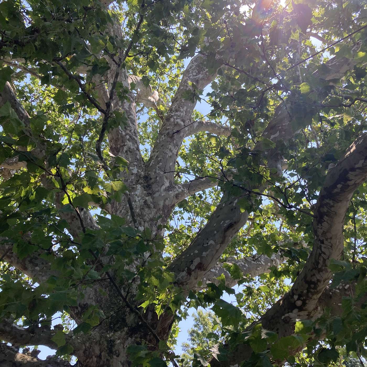 Tree Story Shorts II