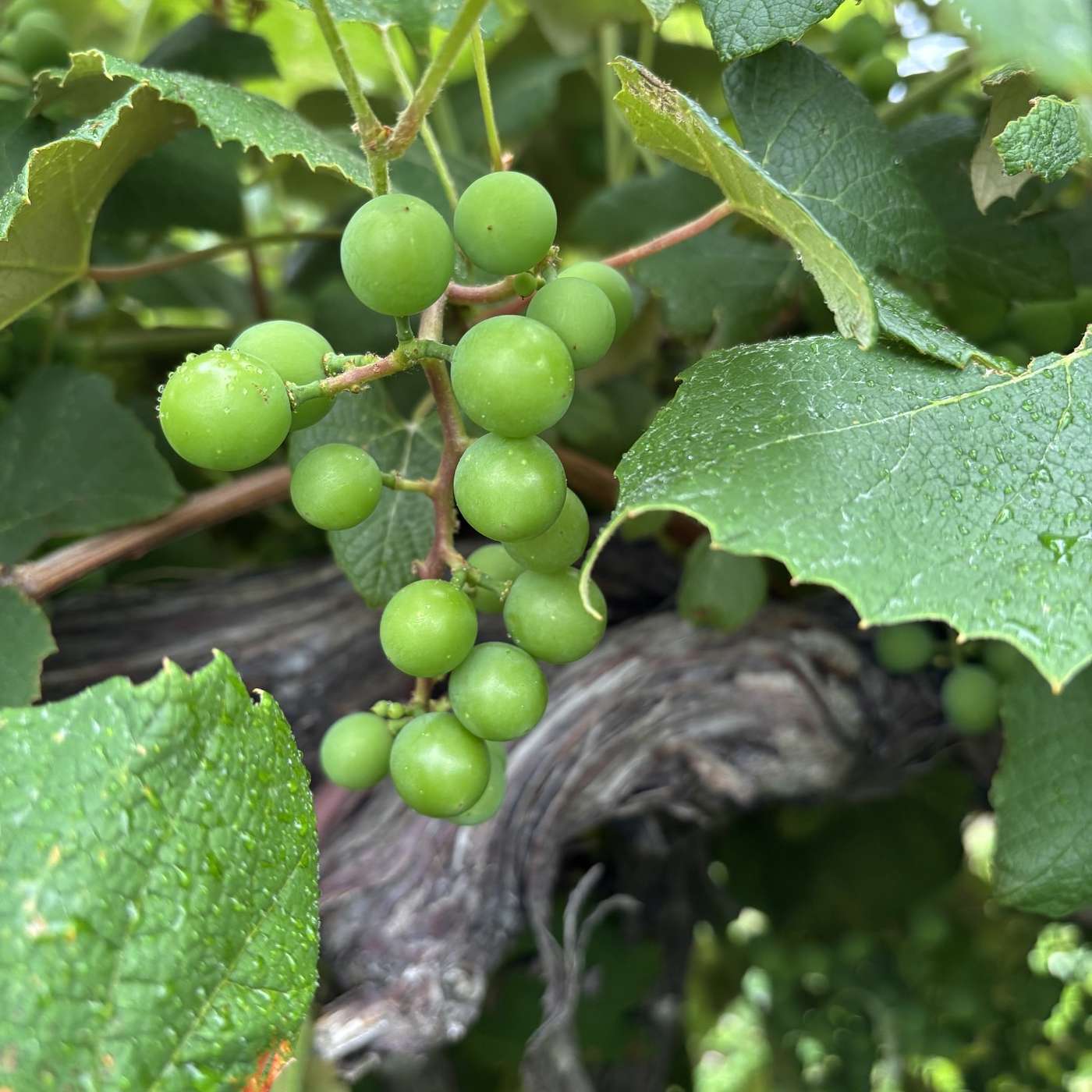 Between the Vines S6E6: PA update, Crop Estimation Easy Button, Tariff relief in NY, road safety episode artwork