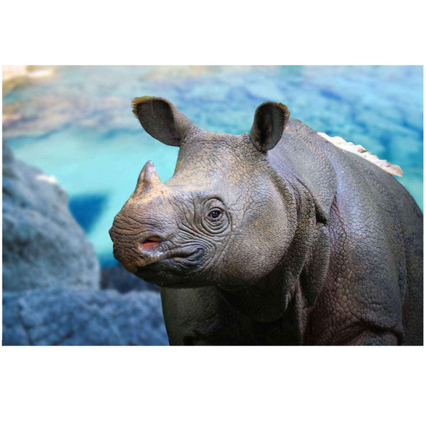 Monday, September 1, 2026 — Javan Rhino, Nine O'Clock High ... Sipping a Latte?? episode artwork