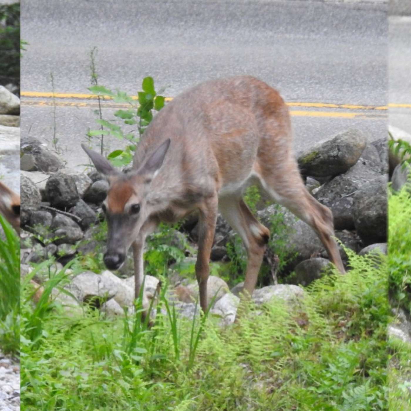 OH DEER