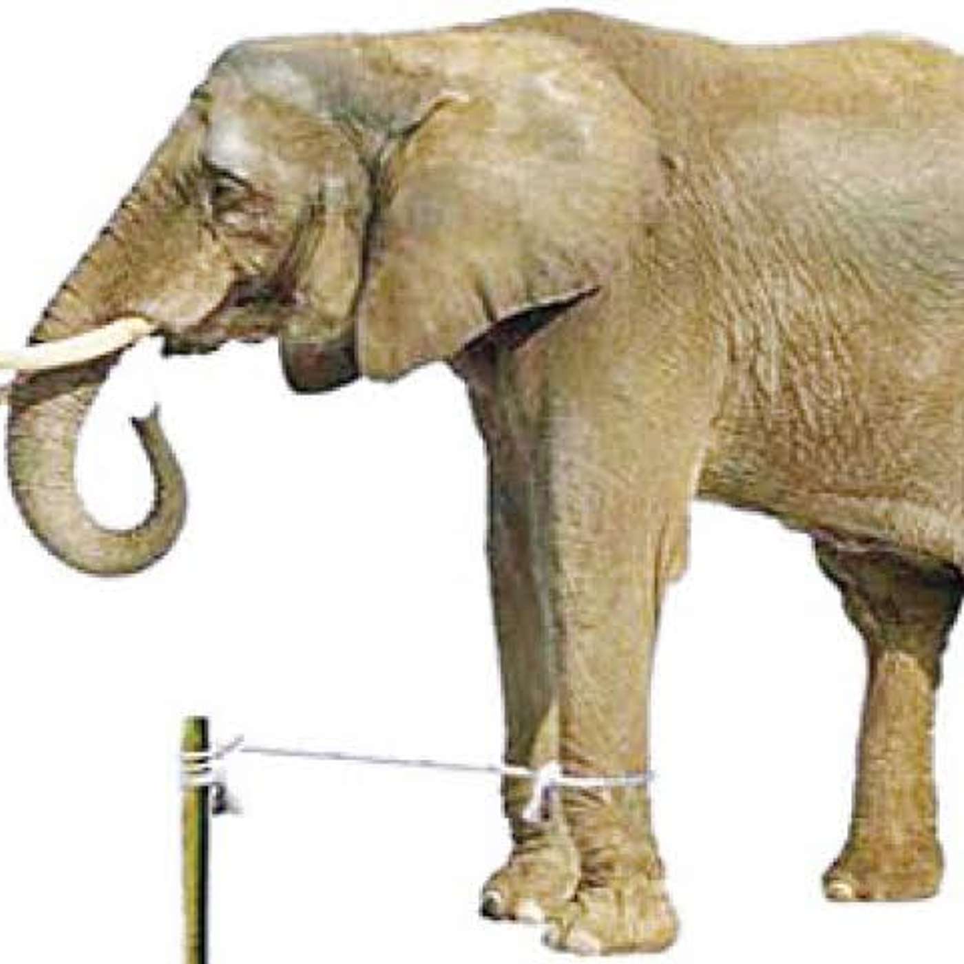 Episode 2400 - The Elephant Rope... episode artwork
