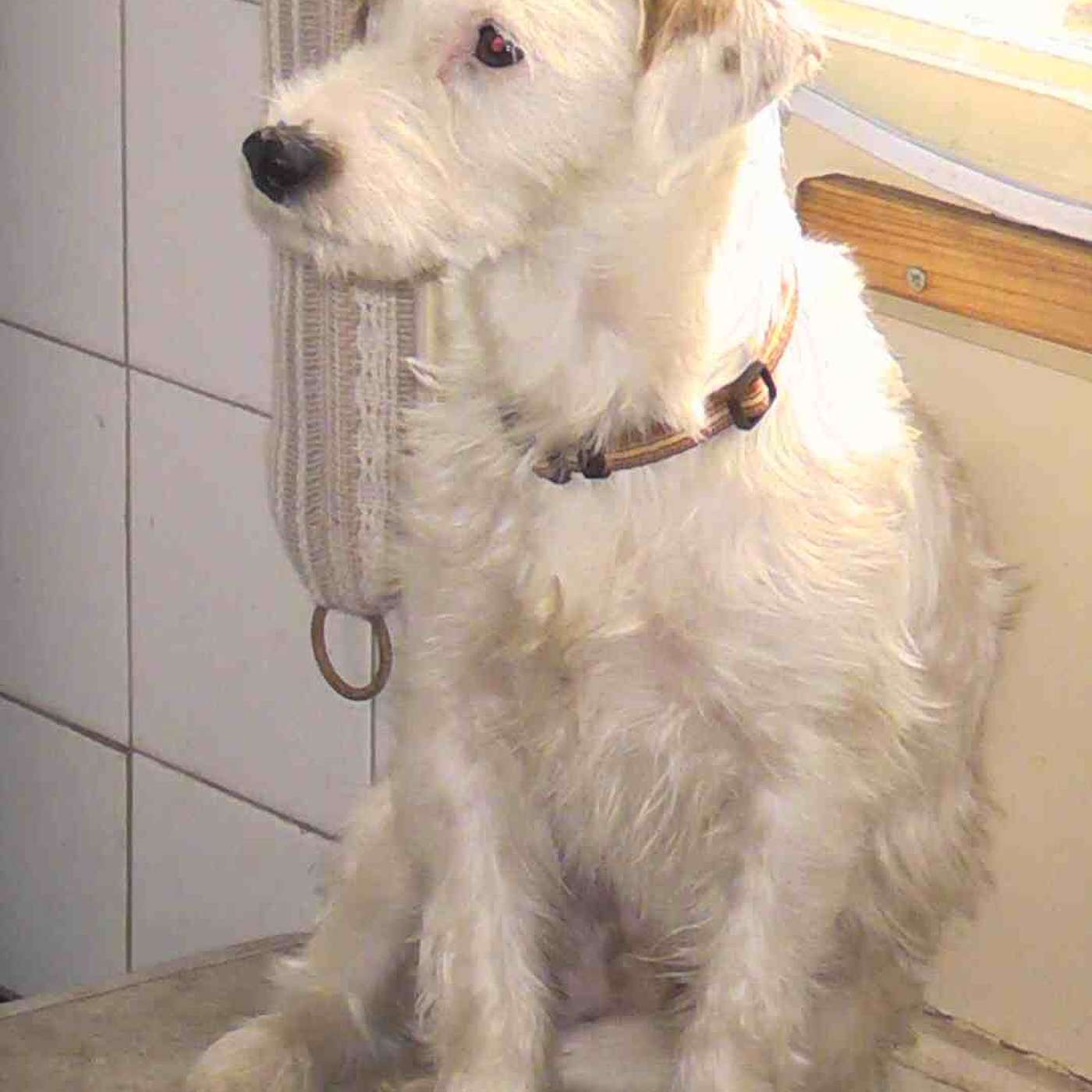 "I STOPPED YOUR CAR BECAUSE I WAS LOOKING FOR THE DRIVER!"