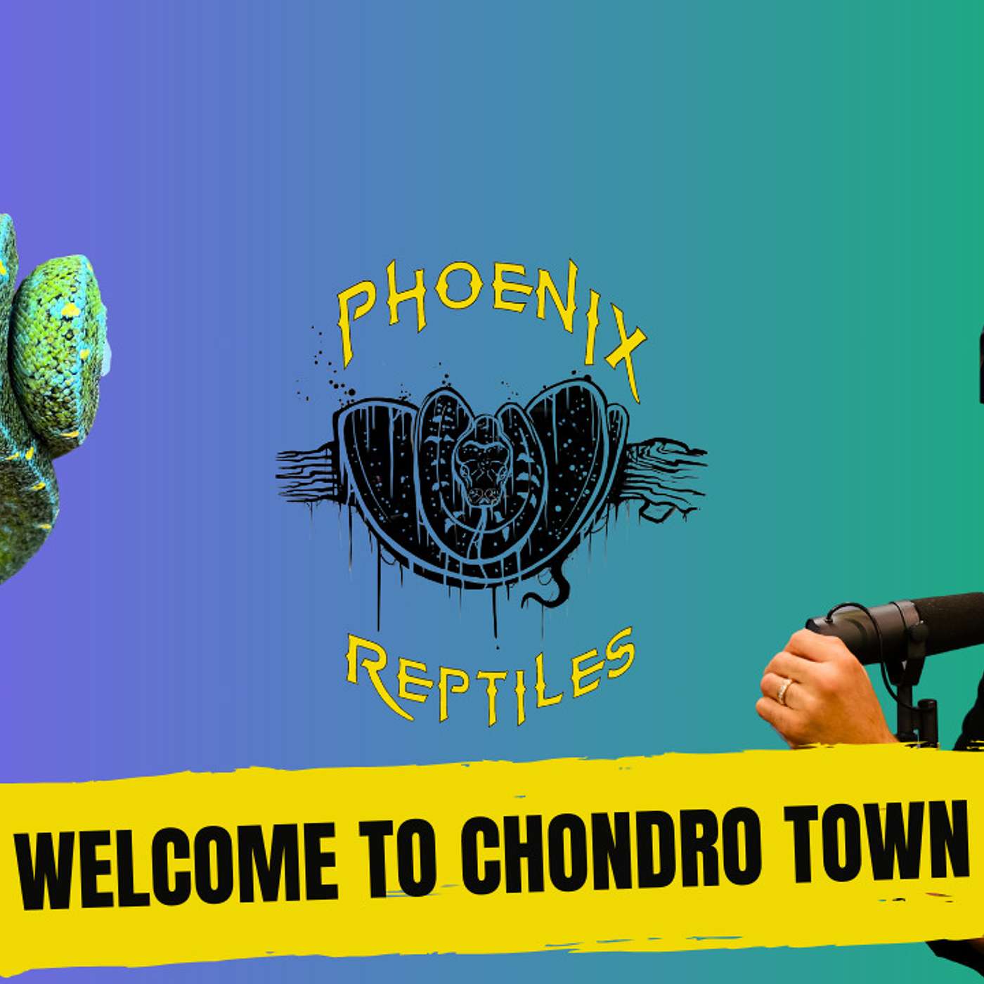 Green Tree Pythons the hottest sought after snake | Welcome To Chondro Town Episode