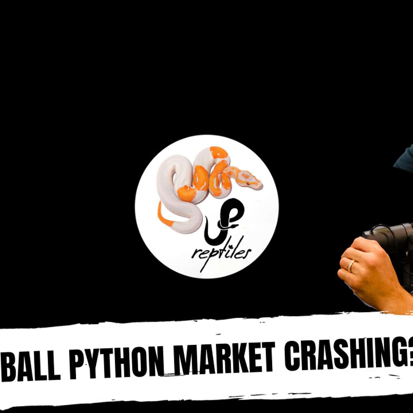 JP explains some frustrations with the Ball Python market