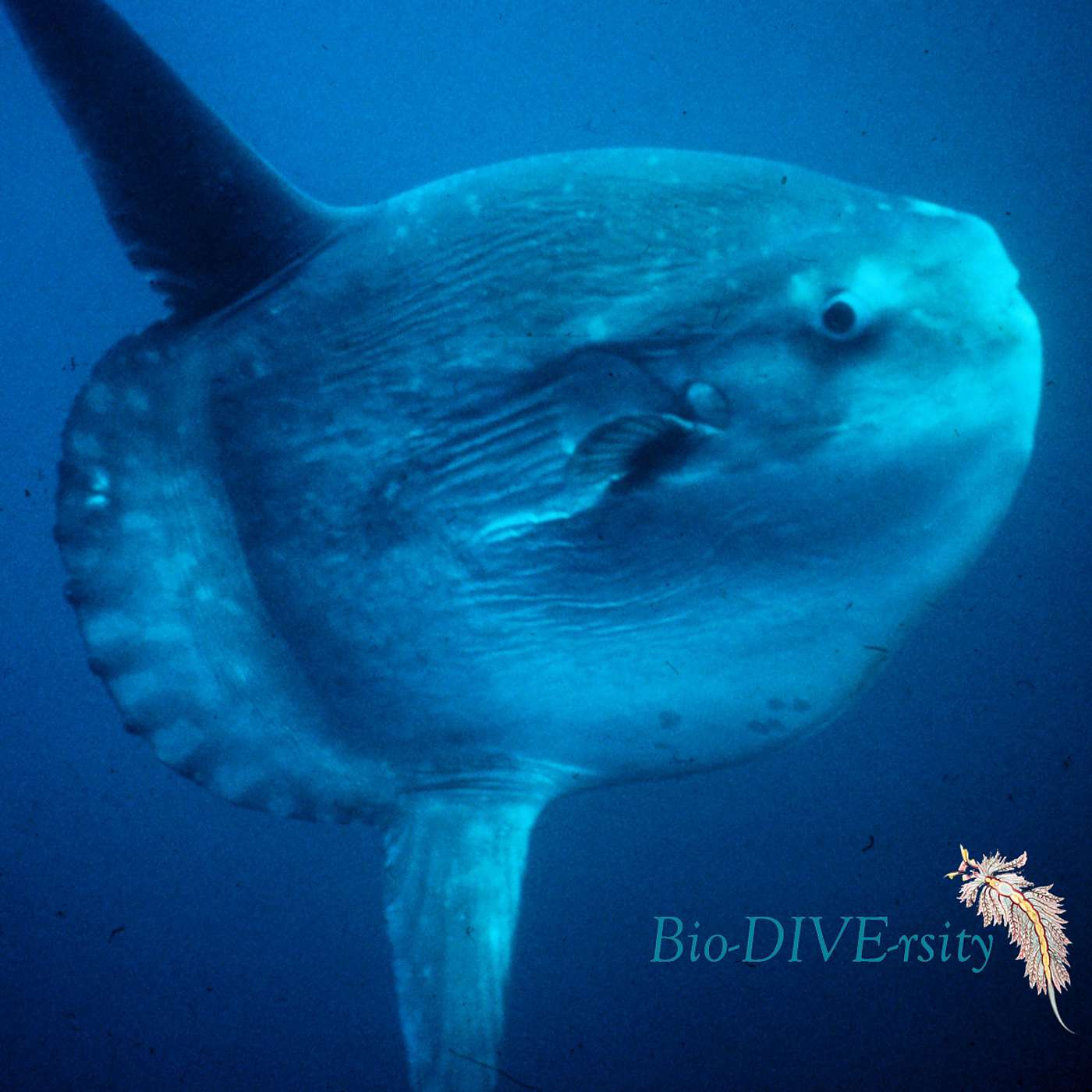 Ep. 14: That's Not a Fish, That's a Pokémon