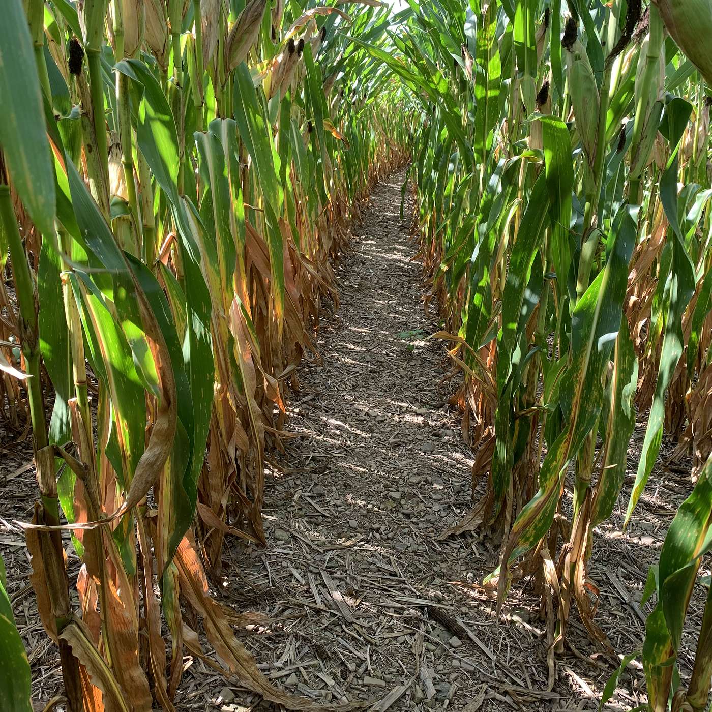 Agronomy Highlights