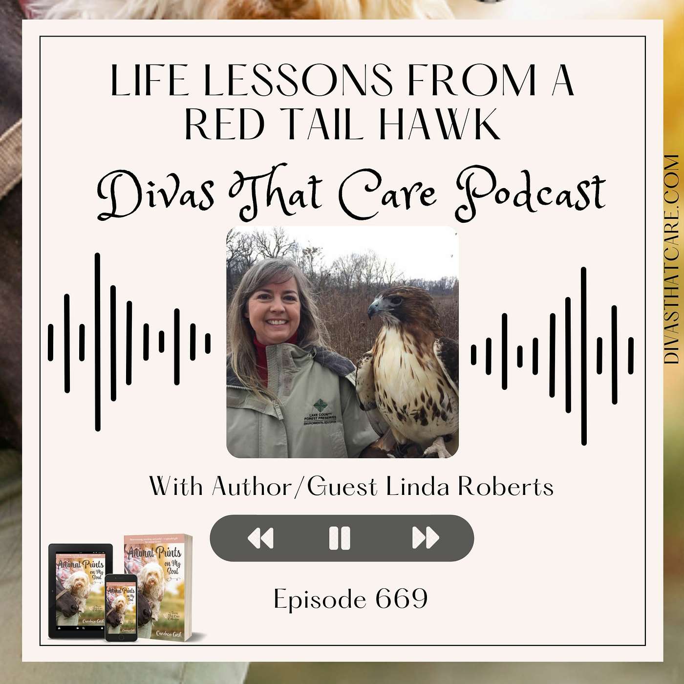 Special Episode: Life Lessons from a Red Tail Hawk episode artwork
