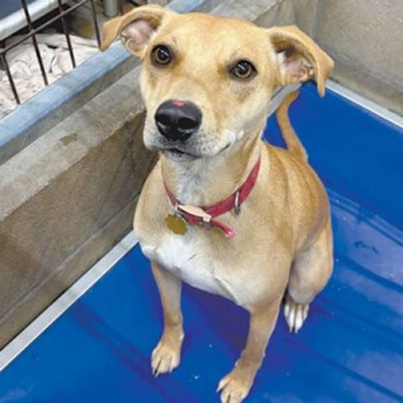 Meet Andy -- he's ready for adoption episode artwork