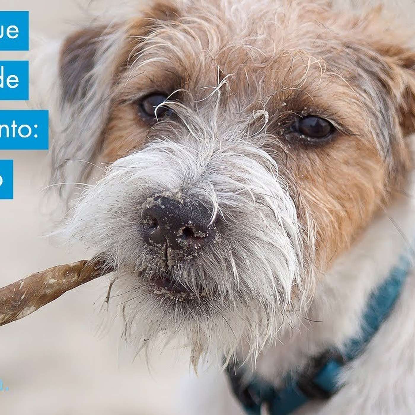 Cachorro que não responde ao treinamento: aonde estão os erros? episode artwork