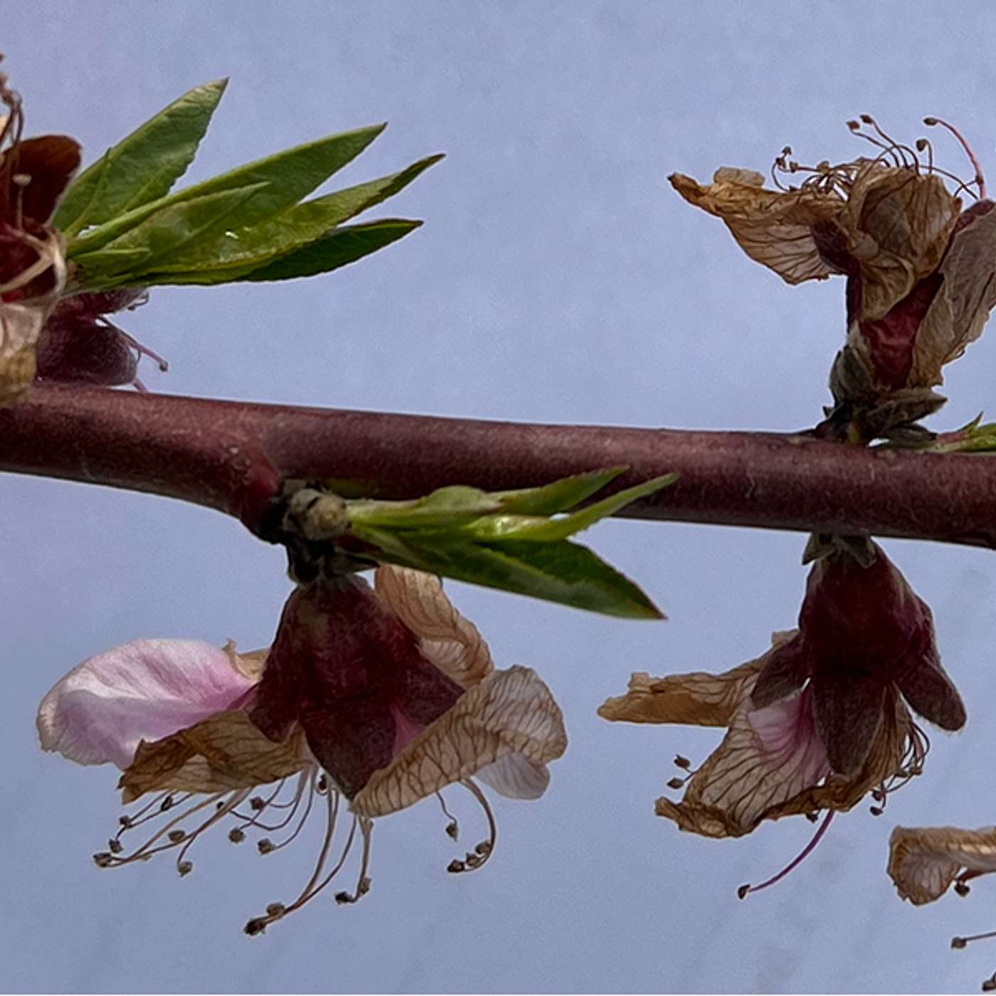 Season 6, Episode 6 - Damage to Blossoms and Disease Pressure