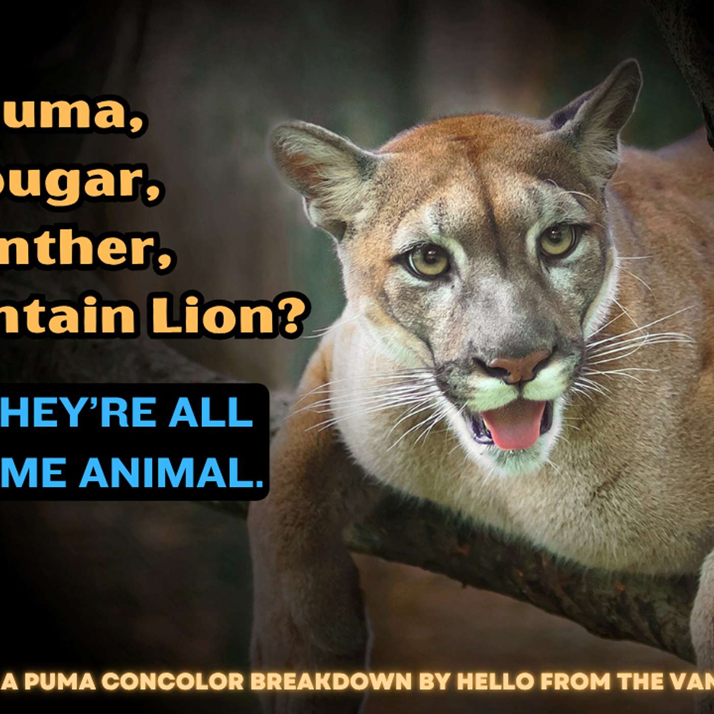 Puma, Cougar, Panther or Mountain Lion?? episode artwork