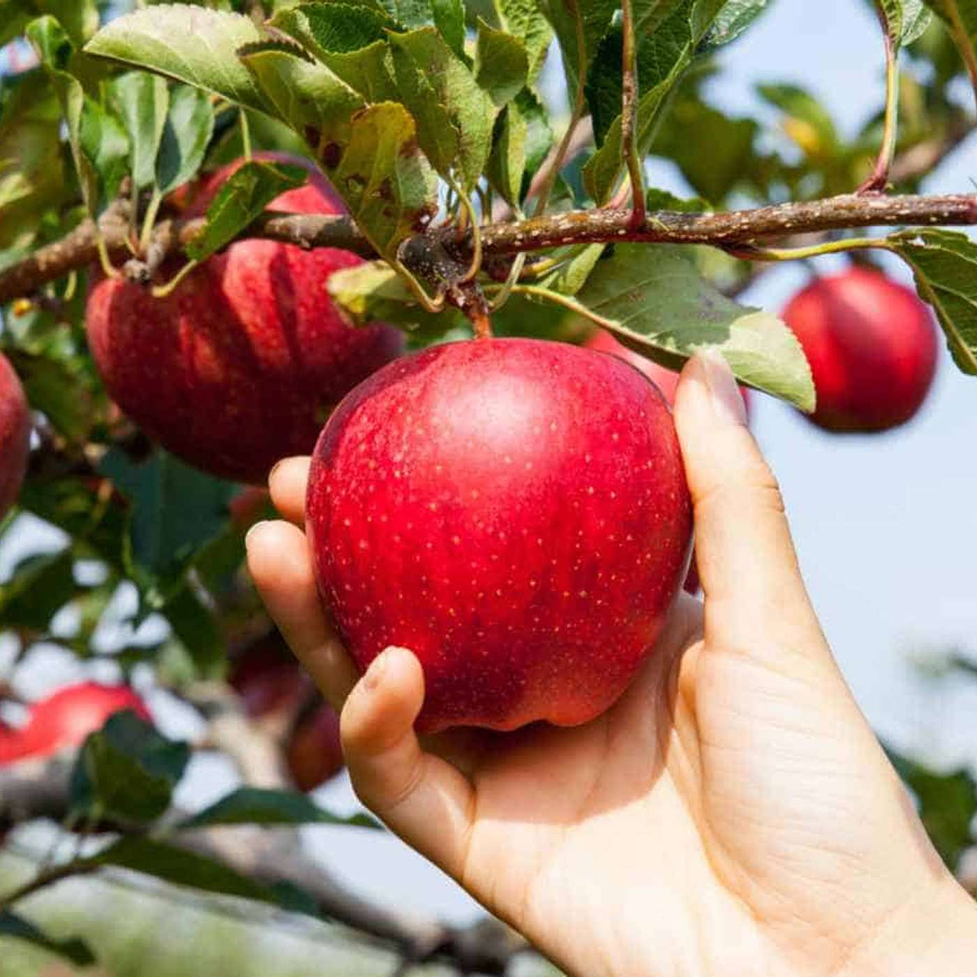 Episode 2185 - The secret to producing delicious fruits