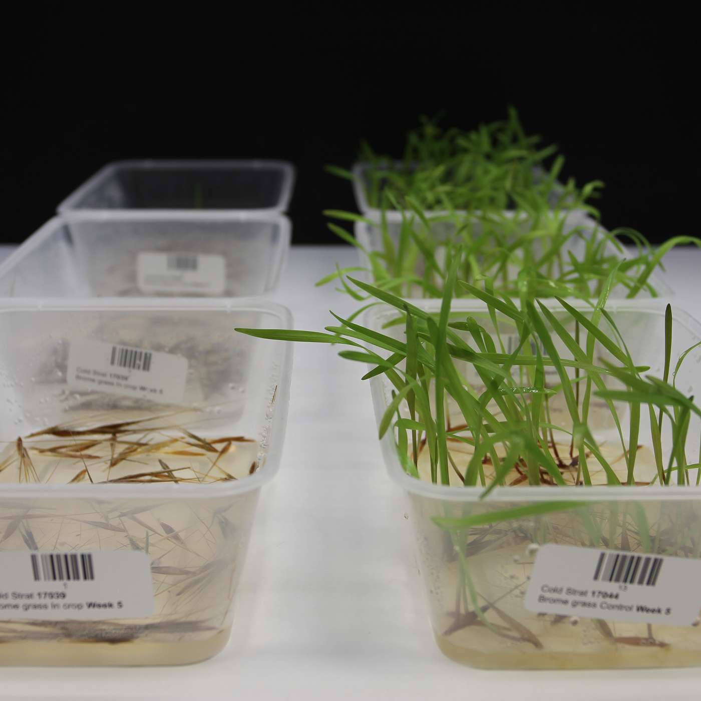 What is the relationship between developing herbicide resistance, seed size and seed dormancy?