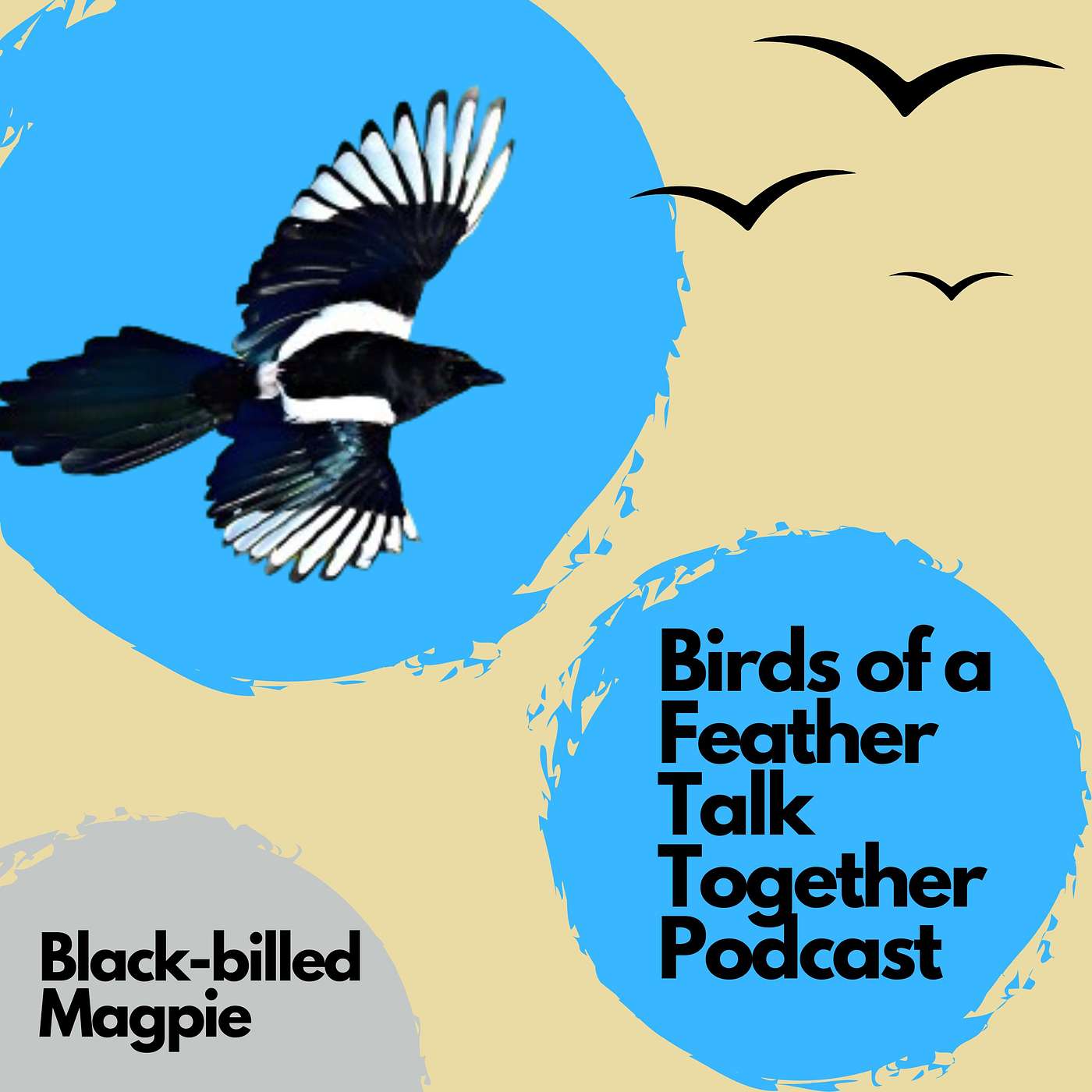 133: Black-billed Magpie Revisited