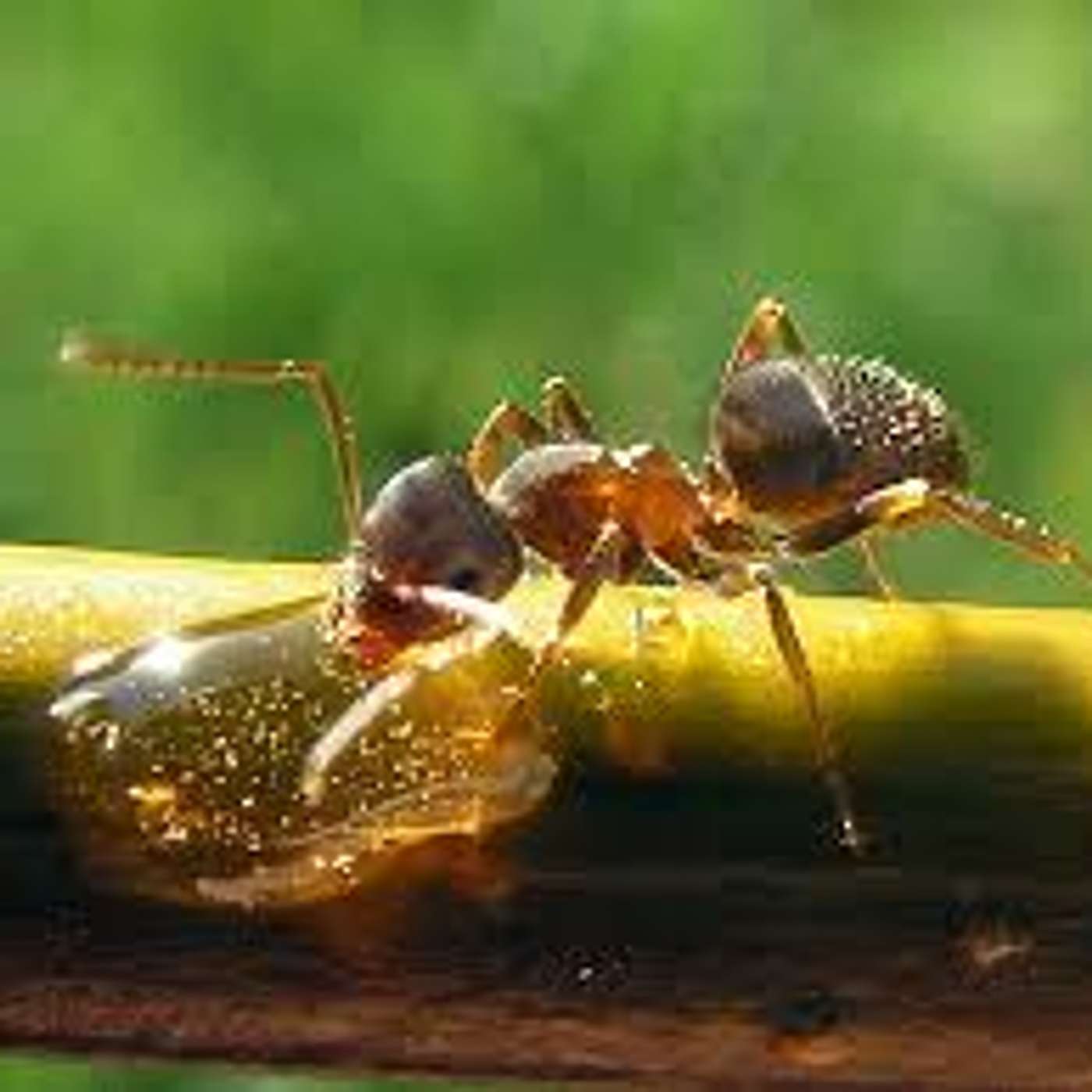 ANTS: The slacker. "The Earth Dwellers." Memories of Dad. Ants in the Pants.