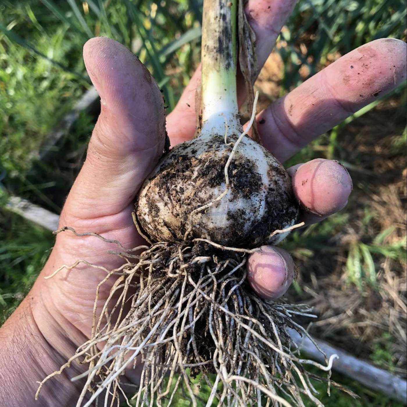 Garlic Planting from bulbs to harvest and everything in between