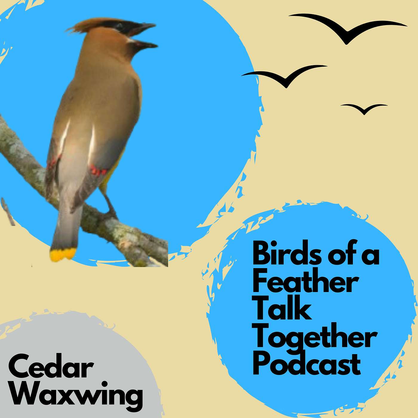 130: Cedar Waxwing