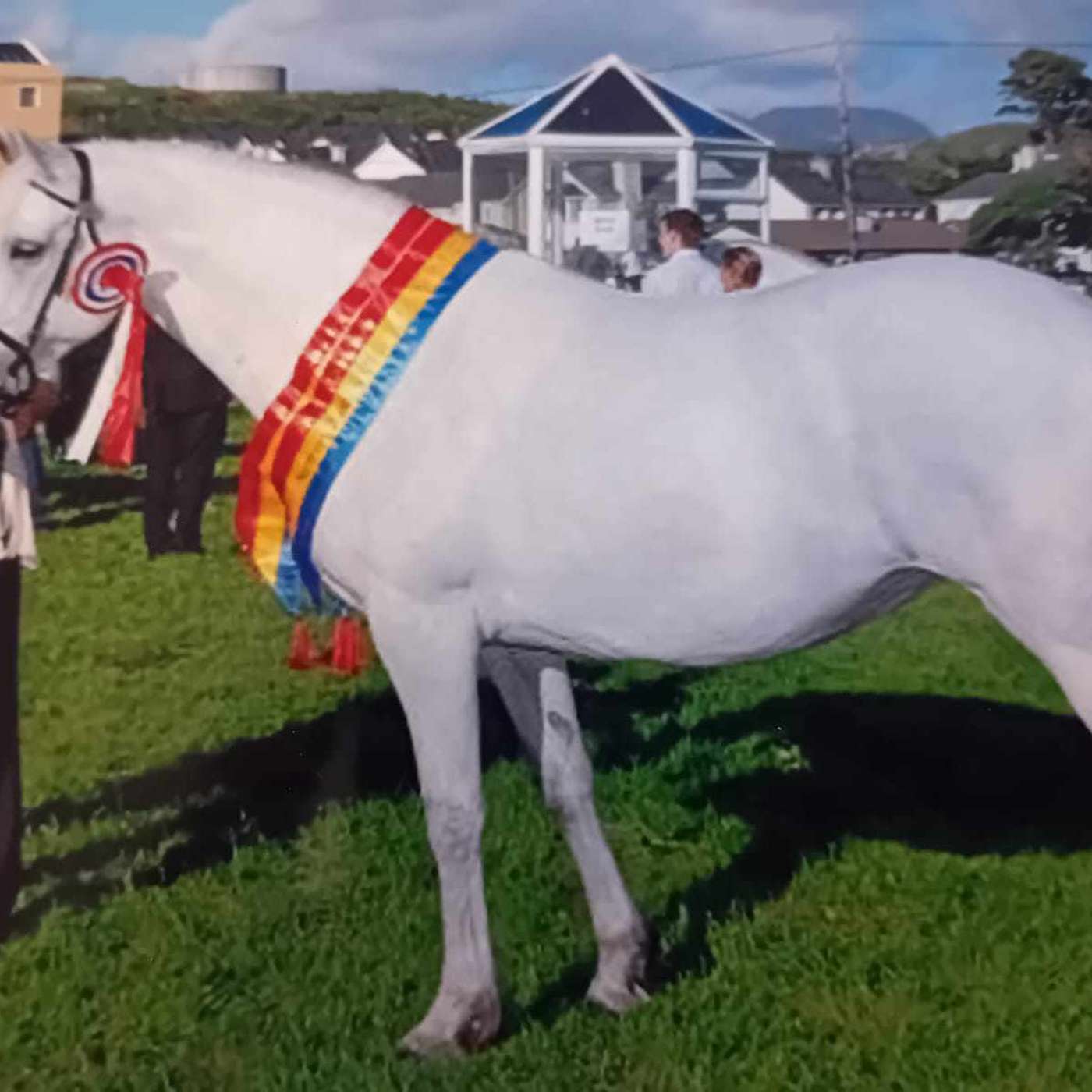 Connemara Pony Tales