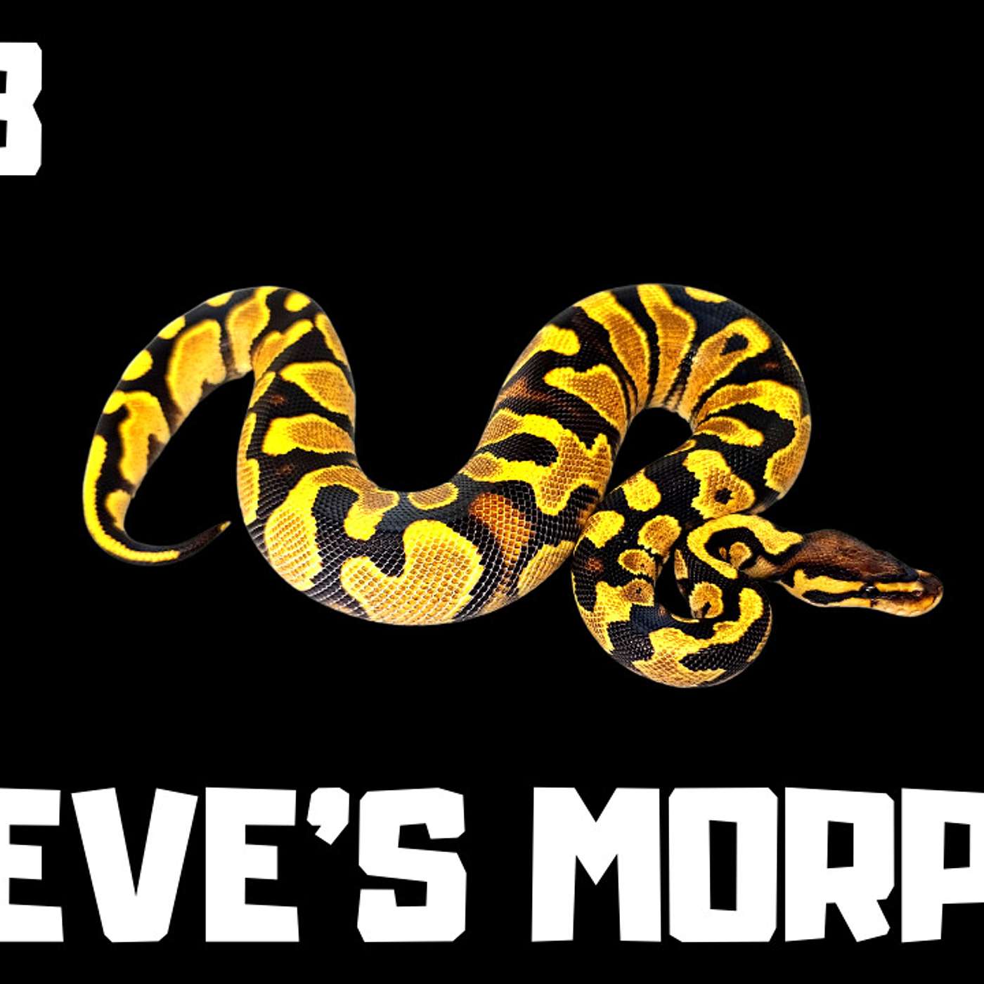 #153 STEVE MORPHS | BALL PYTHON BREEDER | BALL PYTHON MORPHS | THE ZEBRA GENE | TRAP TALK WITH MJ