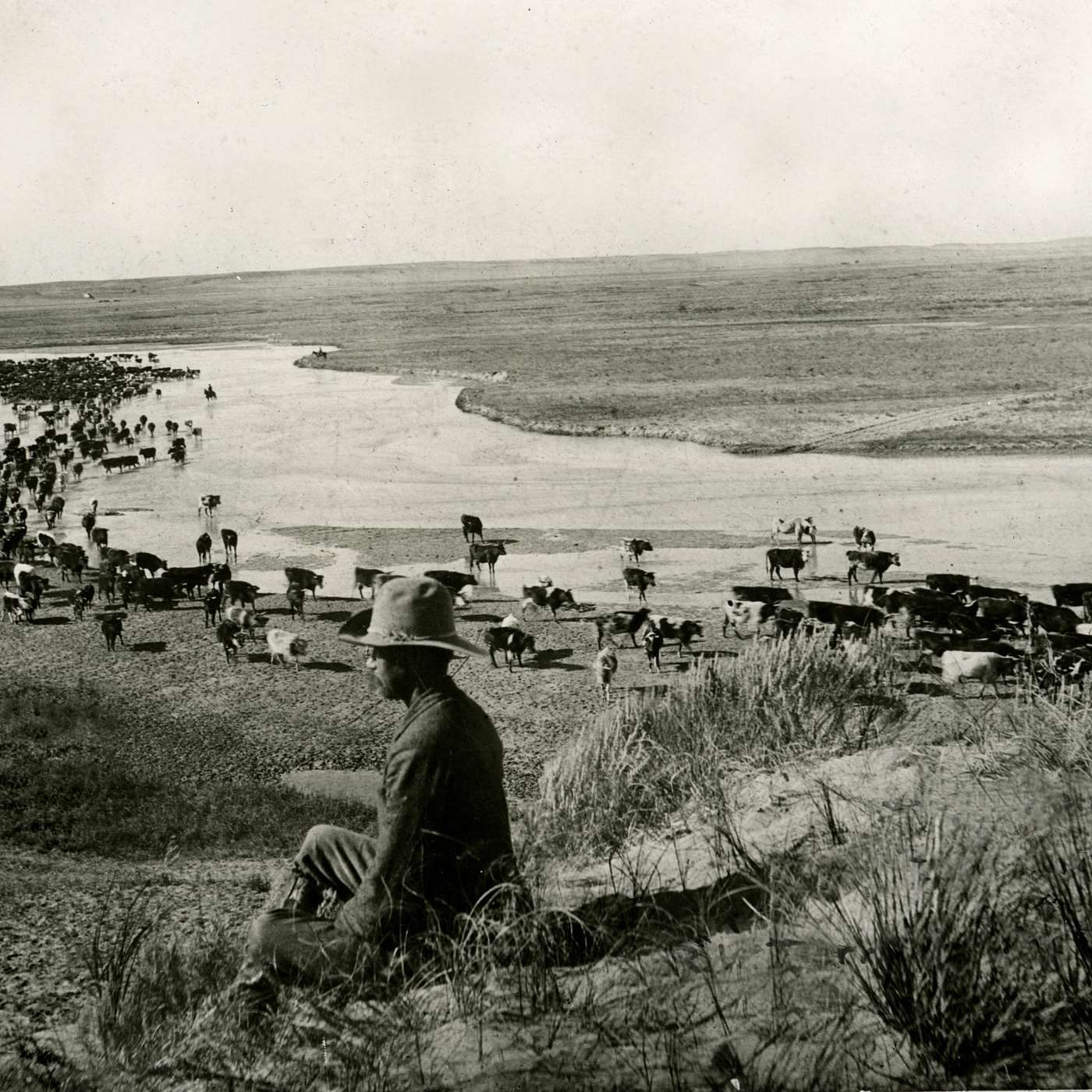 Herd and Hazard: An Insight into the Challenges of Cowboy Life