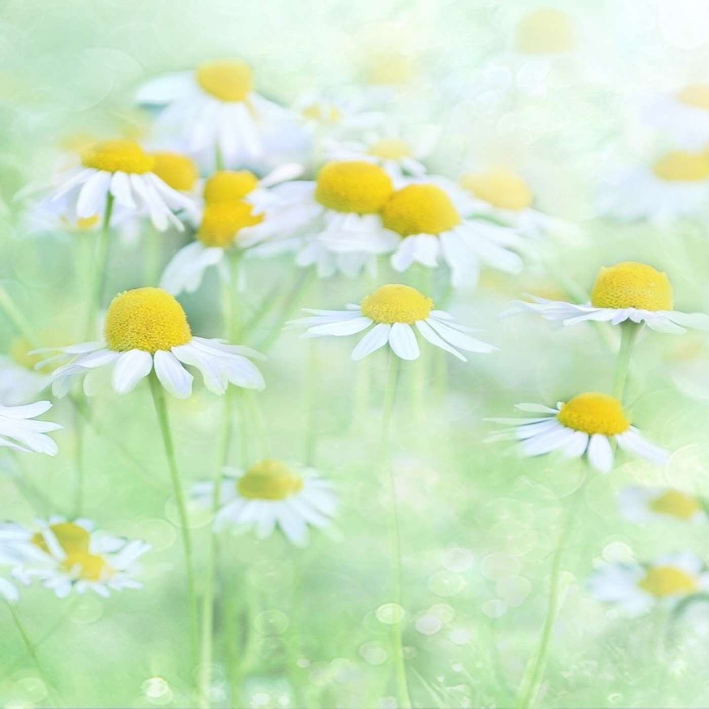Heaven on Earth Mini Meditations