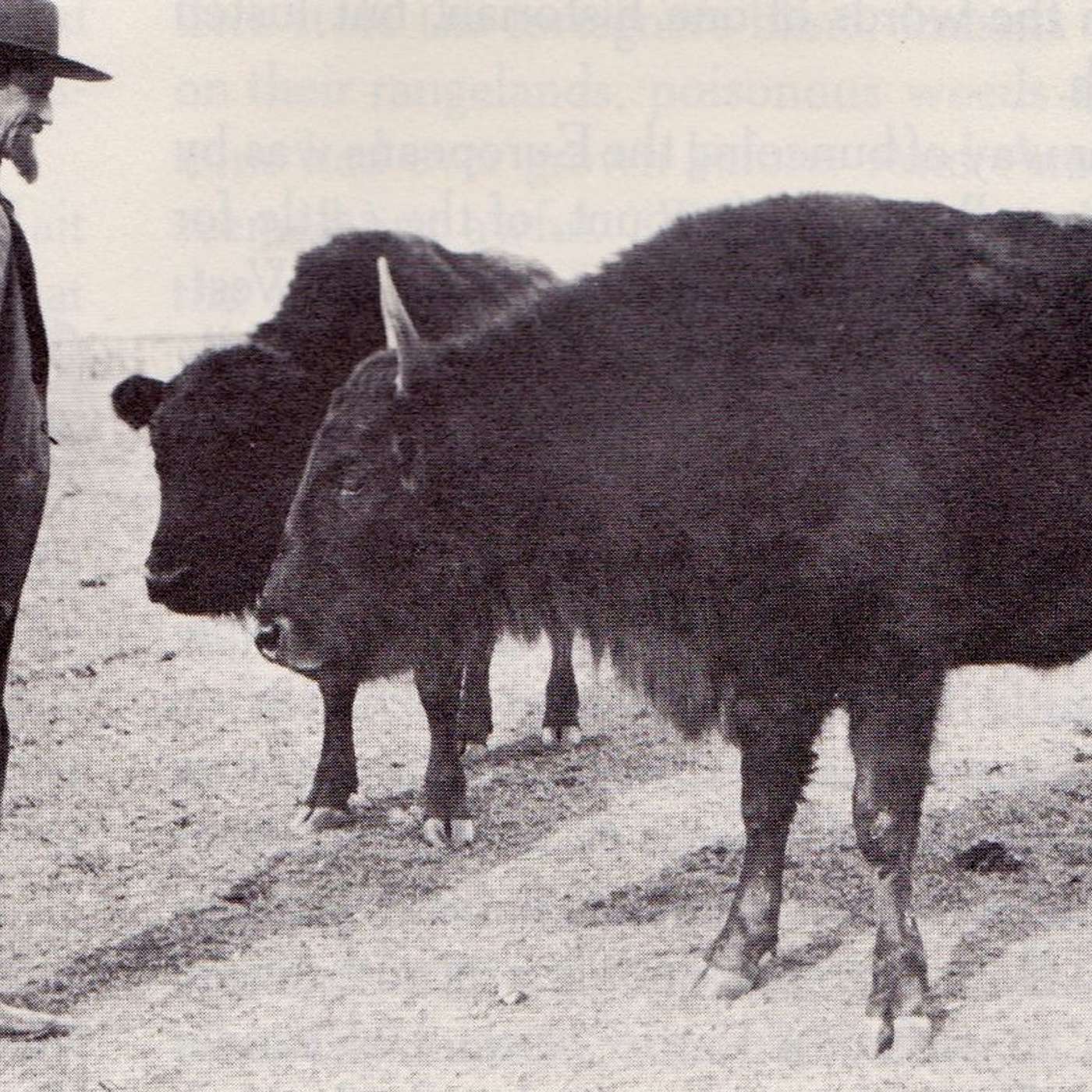 Charles Goodnight: The Surprising Story Behind a Texas Cowboy Legend - 131 episode artwork