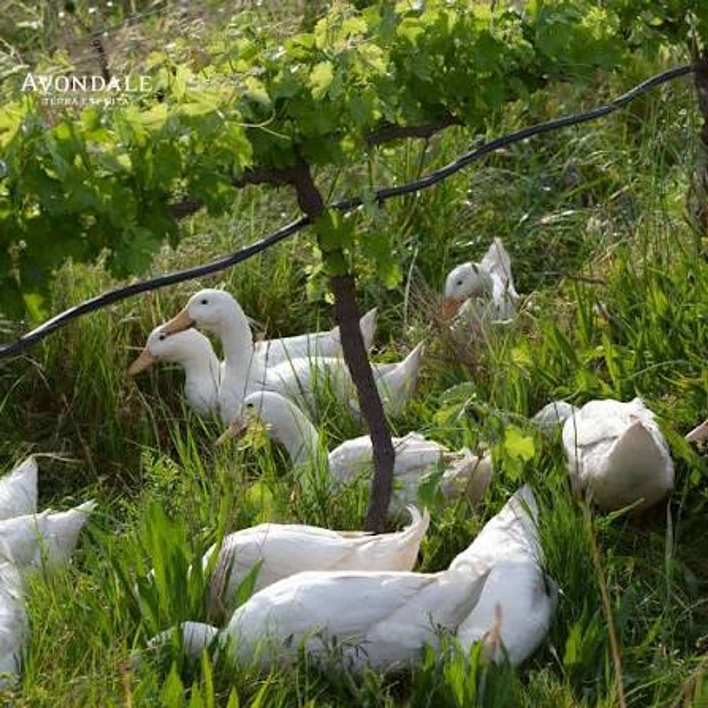 South Africa's Avondale Wines: Biodynamics, Sulphites and more!