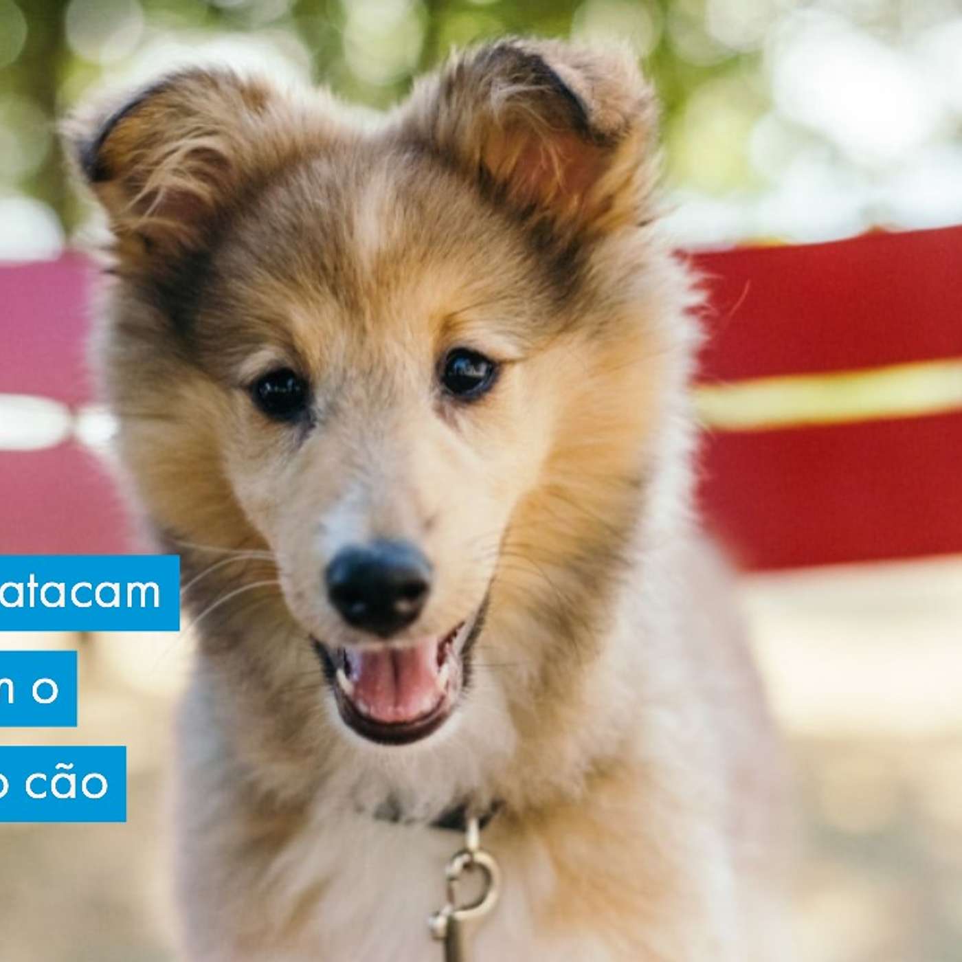 Cachorros que se atacam quando sentem o cheiro de outro no elevador. episode artwork