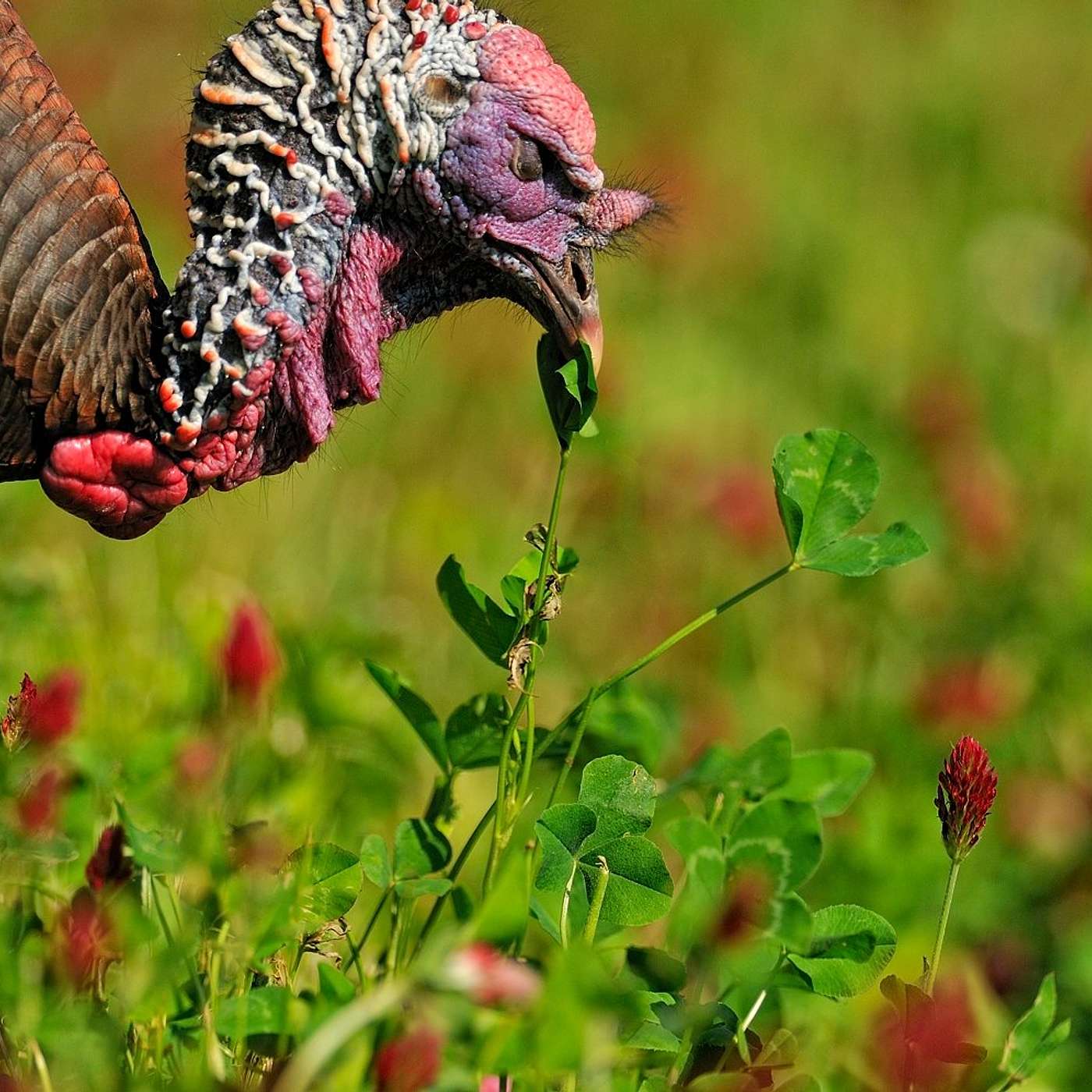 Brad Doyle - It’s Spring Food Plot Tips & Techniques from Eagle Seed! episode artwork