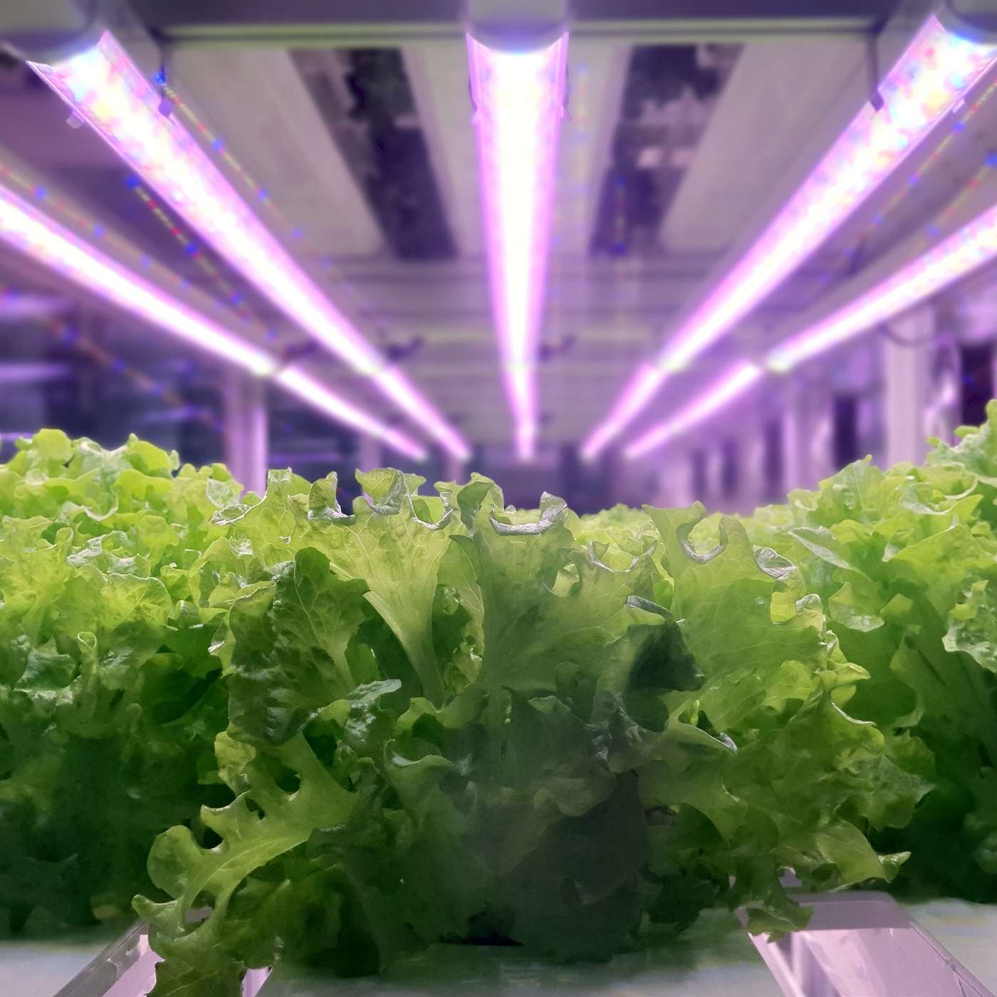 APAC Weekly - Episode 7