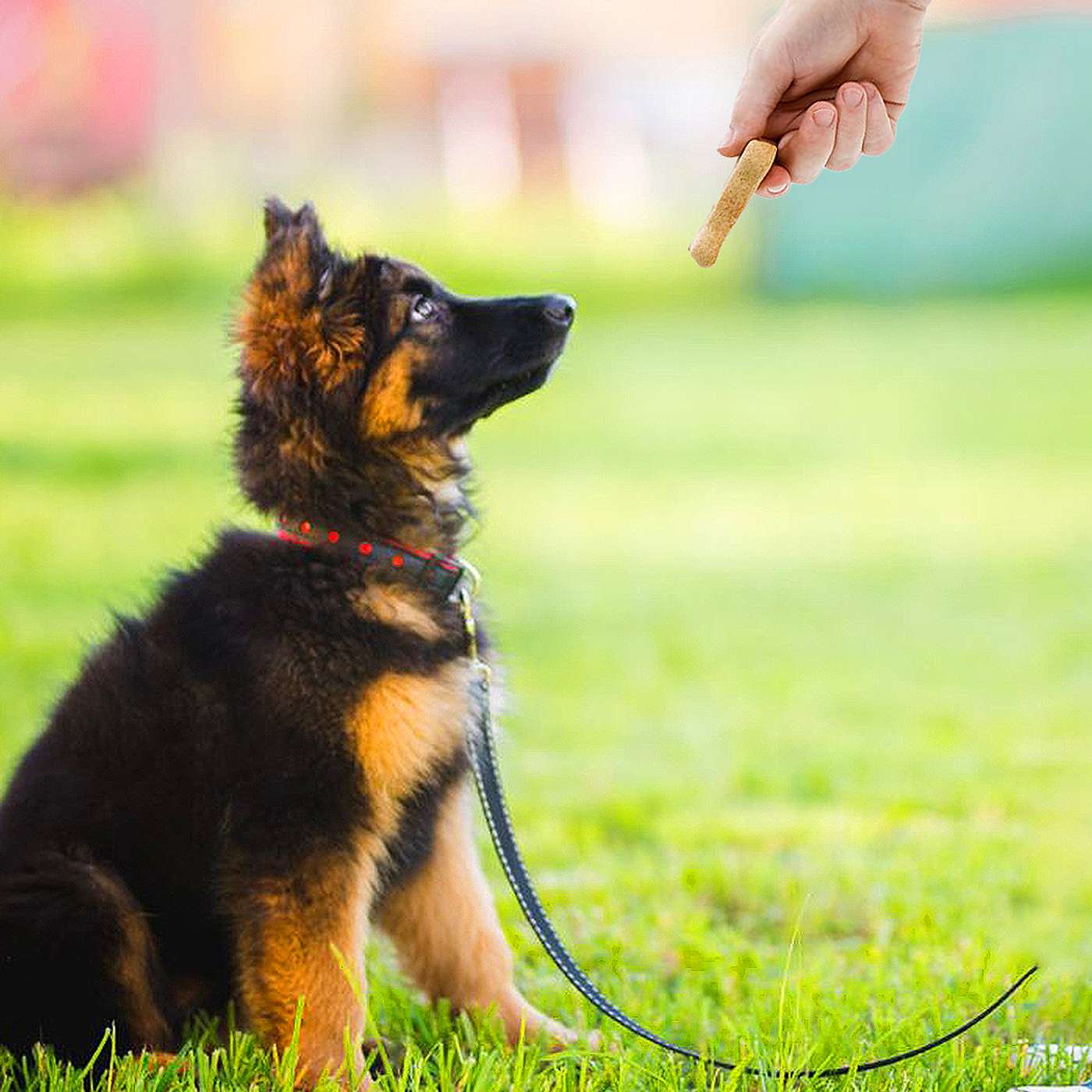 Our Puppy Training Tips For Beginners