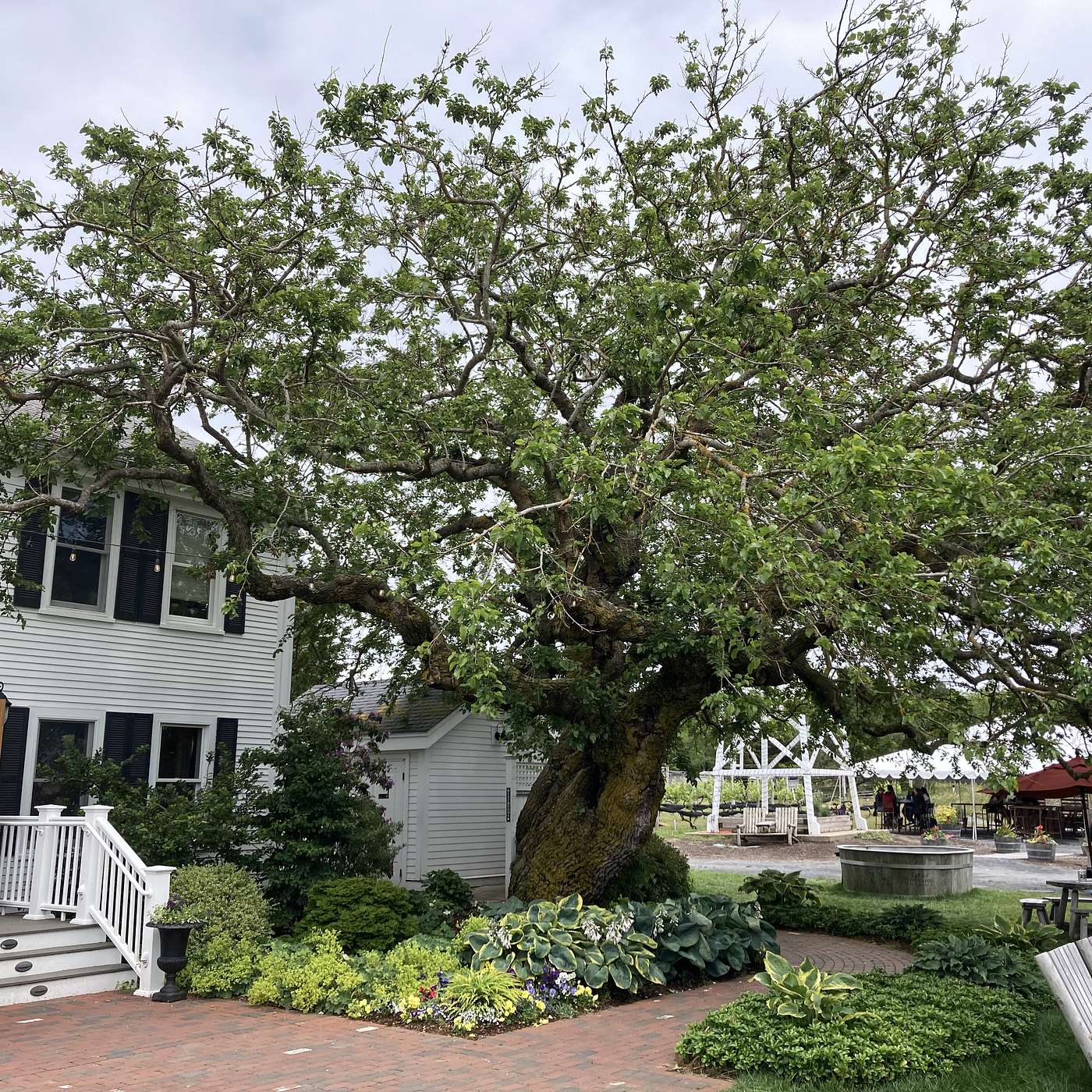 This Old Tree