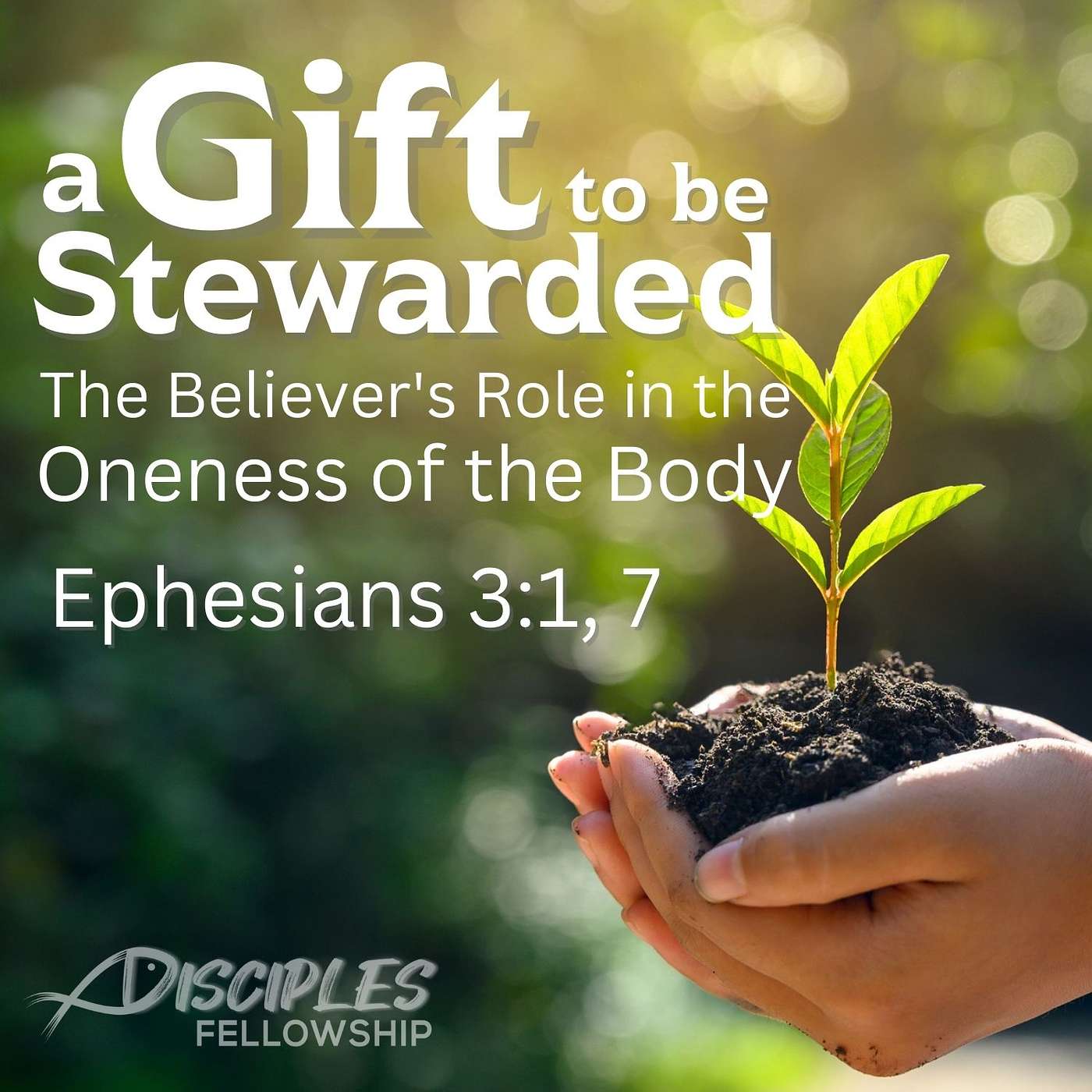 A Gift to Be Stewarded: The Believer's Role in the Oneness of the Body; Ephesians 3:1, 7