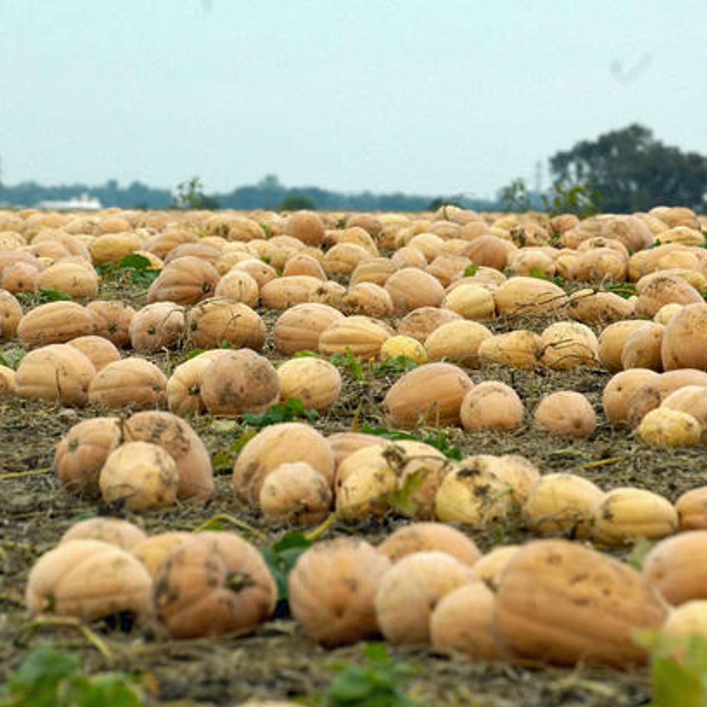 The Thanksgiving Lies We've Been Told